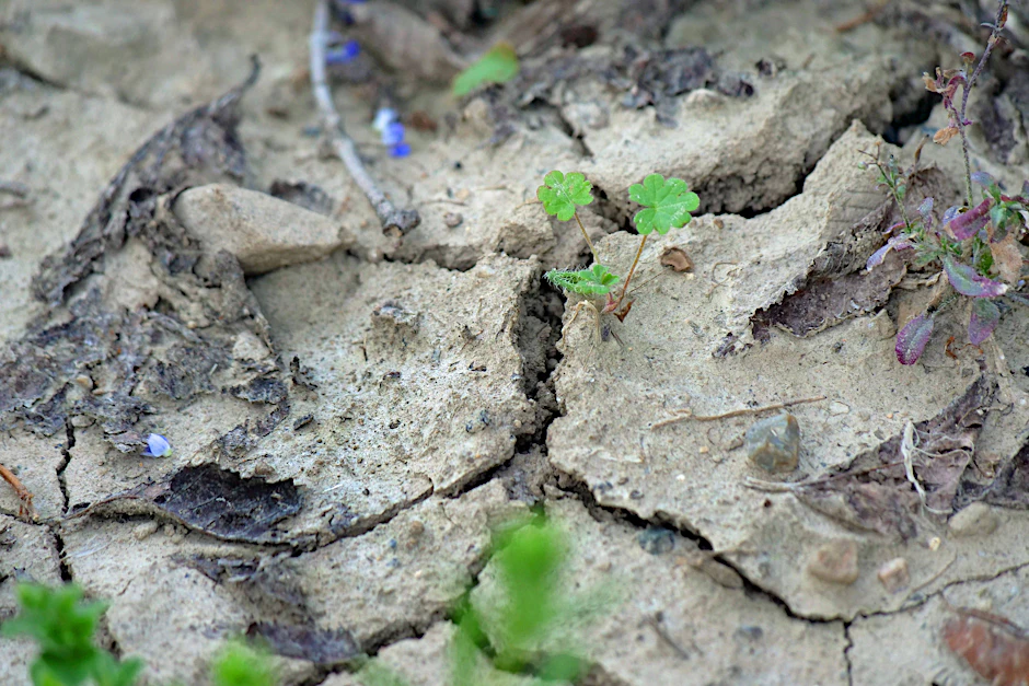 Trockener Ackerboden in Deutschland: Der Klimawandel hat immer häufiger auch wirtschaftliche Folgen.