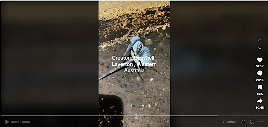 Das bizarre Insekt, das Millionen Nutzer auf TikTok beschäftigt, stammt aus Australien.