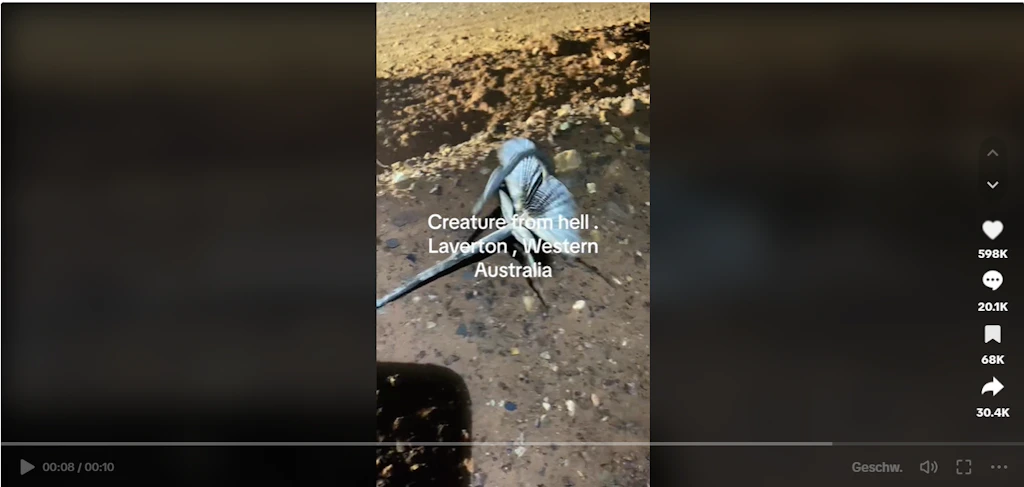 Monströses Insekt aus Australien geht auf TikTok viral