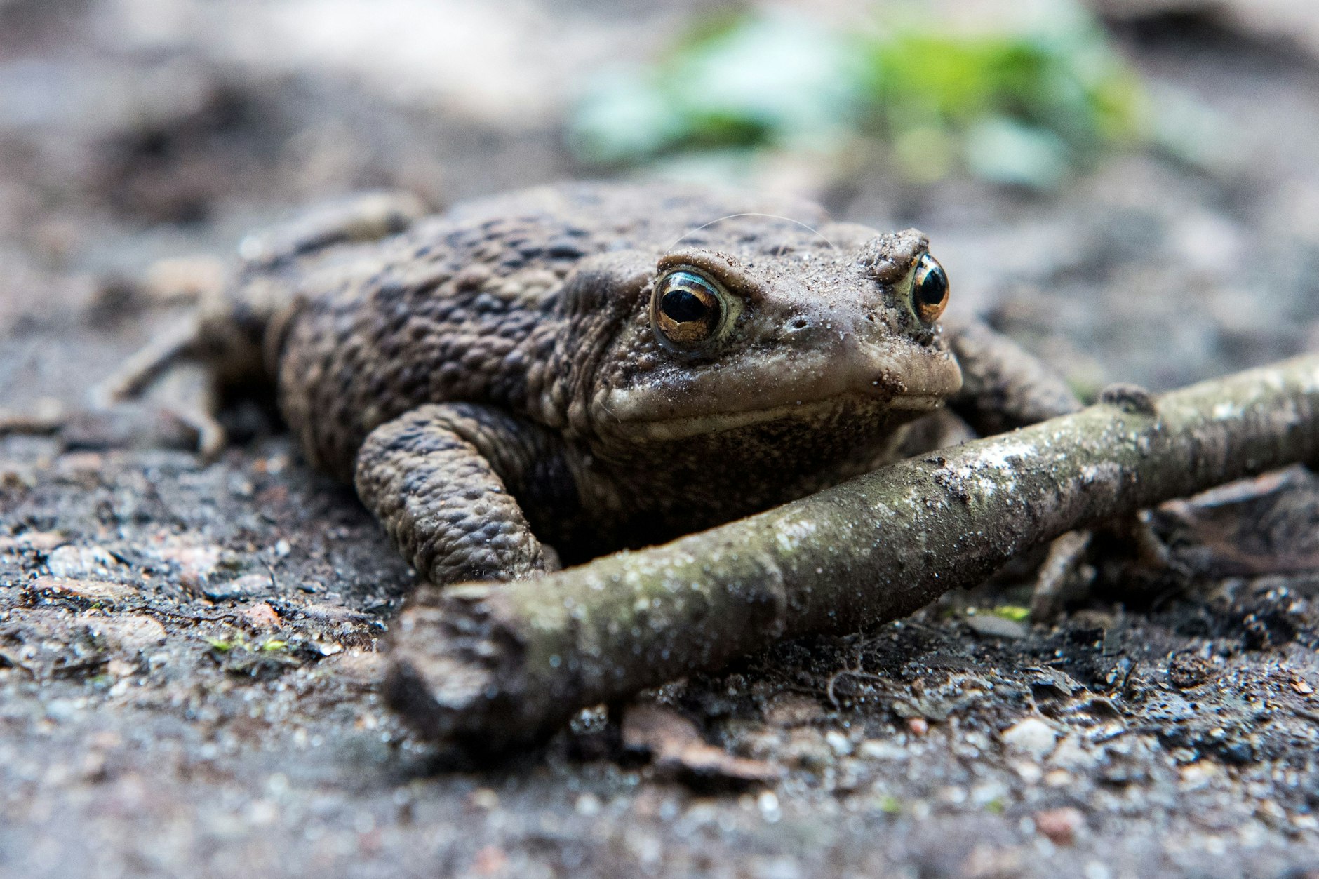 Eine Erdkröte (Bufo bufo) läuft über den Boden. Viele Kleingewässer in Berlin in schlechtem Zustand.