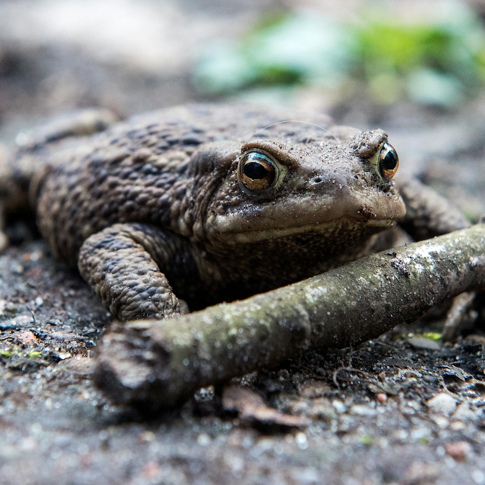 Trockenheit in Berlin: In Kleingewässern herrscht bedrohlicher Wassermangel