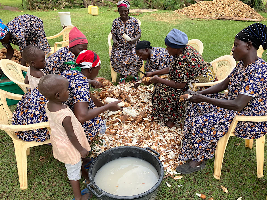 Farmerinnen schälen Maniok. Die traditionelle Nutzpflanze erlebt in Afrika gerade ein Comeback.