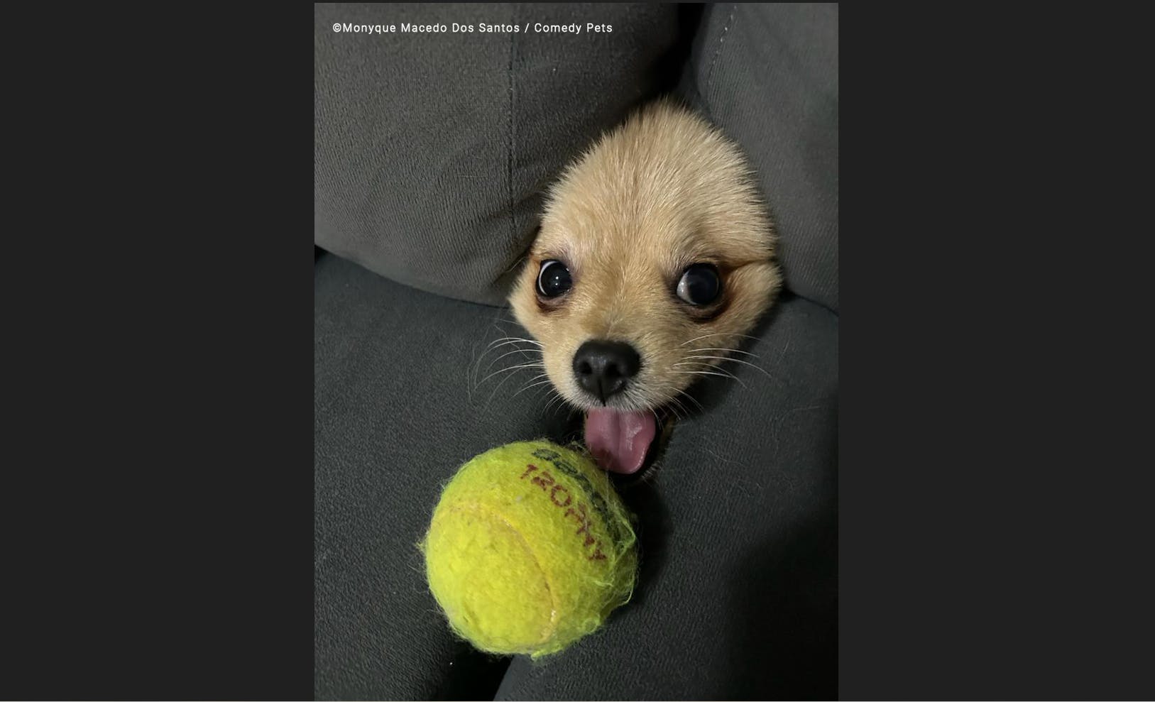 „Ist es eine Robbe oder ein Hund?“