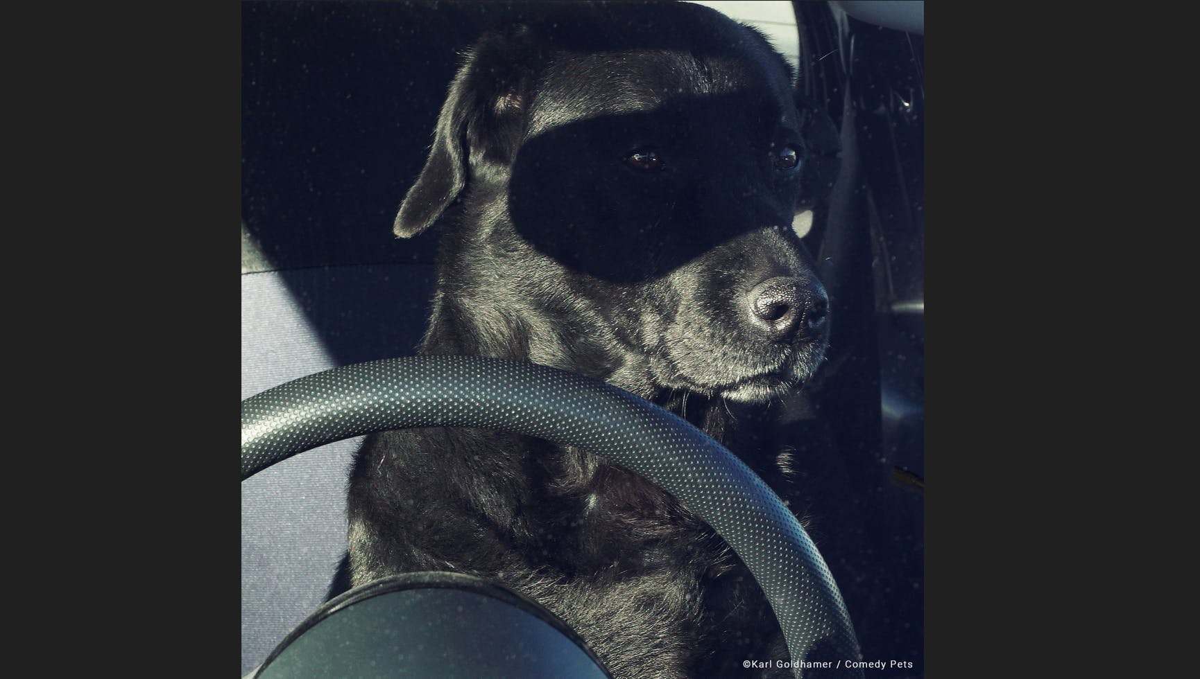 „Der wiedergeborene Zorro“