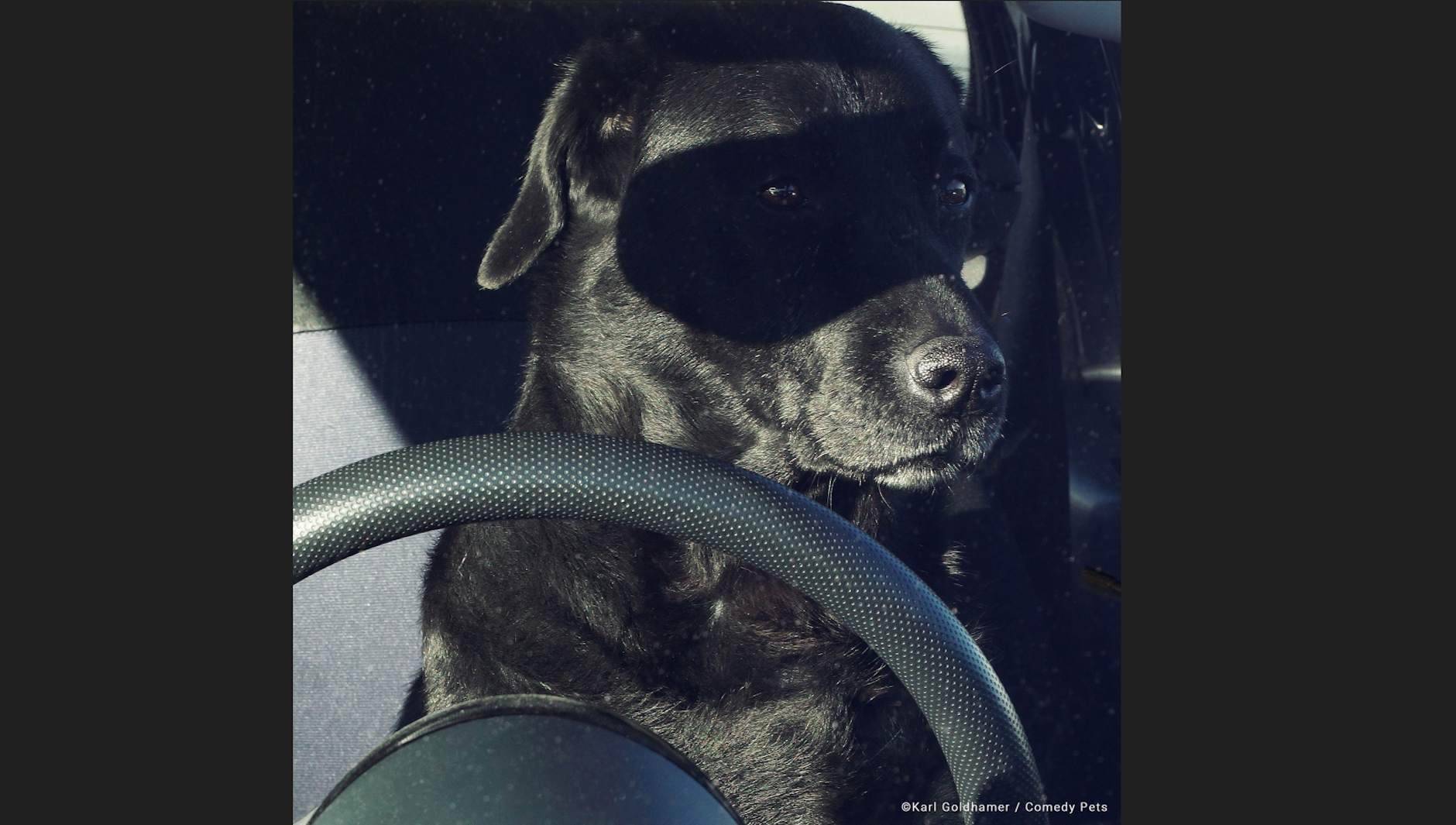 „Der wiedergeborene Zorro“