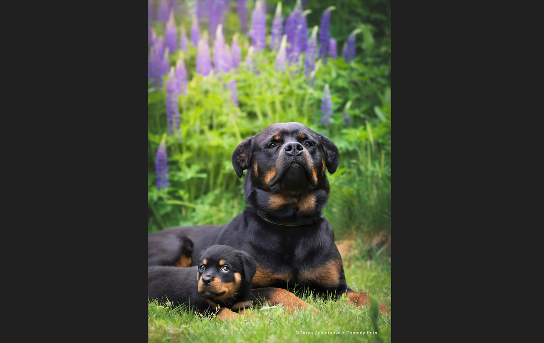 „Die kleine Daisy und ihre große Zukunft“