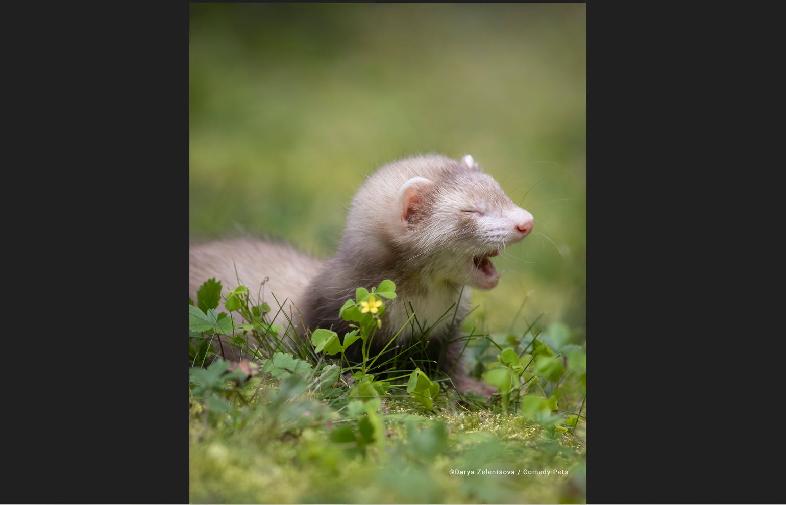 „Der erste Spaziergang im Freien“