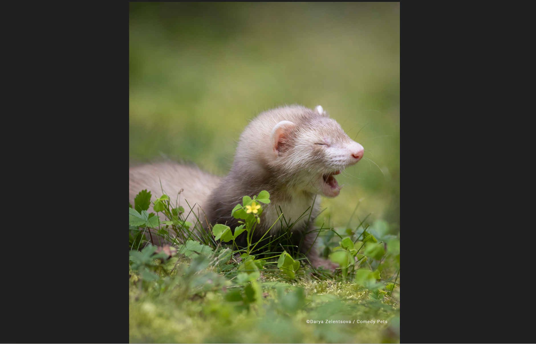 „Der erste Spaziergang im Freien“