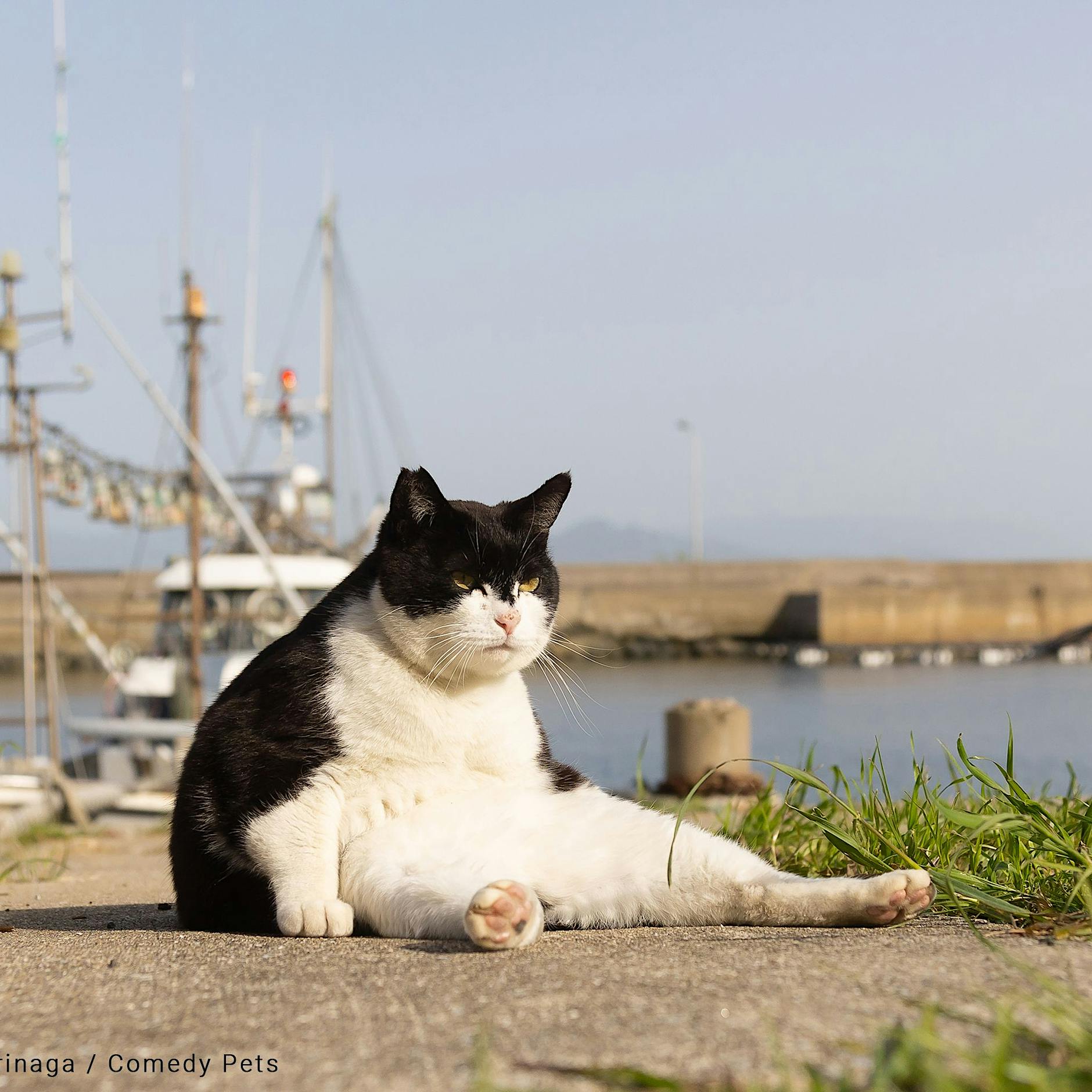 Haustiere machen sich komplett zum Affen: Die lustigsten Tier-Fotos 2023