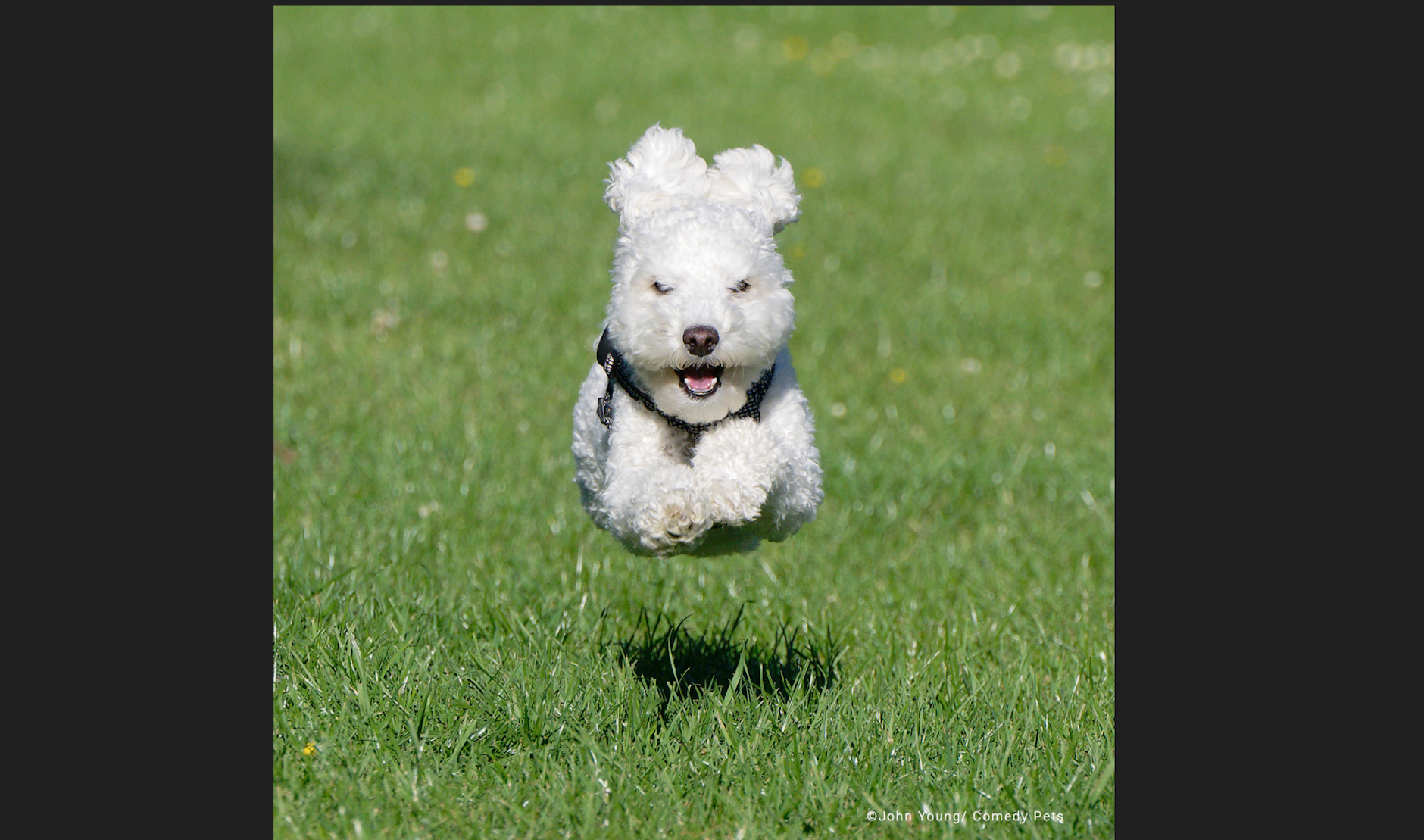 „Fliegender Pudel“