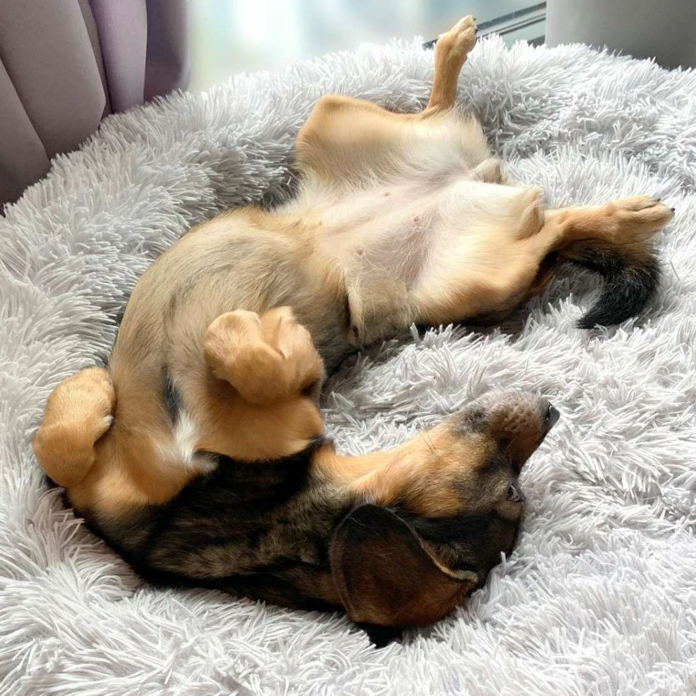 Einfach süß! Hoffentlich kann sich Zelda bald in einem eigenen Körbchen zusammenrollen. Momentan lebt die Hundedame im Tierheim Berlin.