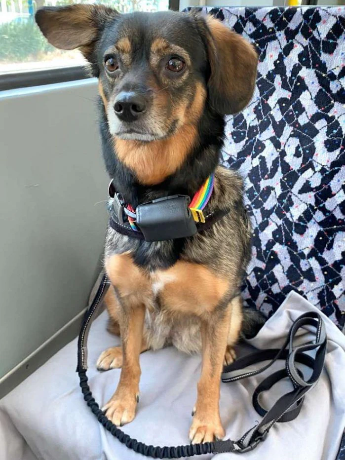 Wer gibt Hündin Zelda aus dem Tierheim Berlin ein neues Zuhause?