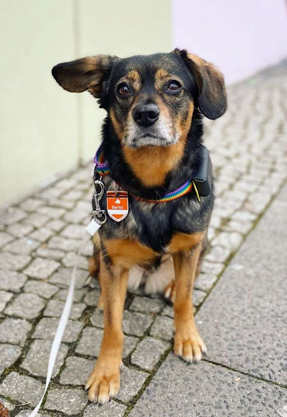 Der traurige Blick von Zelda bricht Tierfreunden das Herz – die Hündin aus dem Tierheim Berlin sucht momentan ein neues Zuhause.