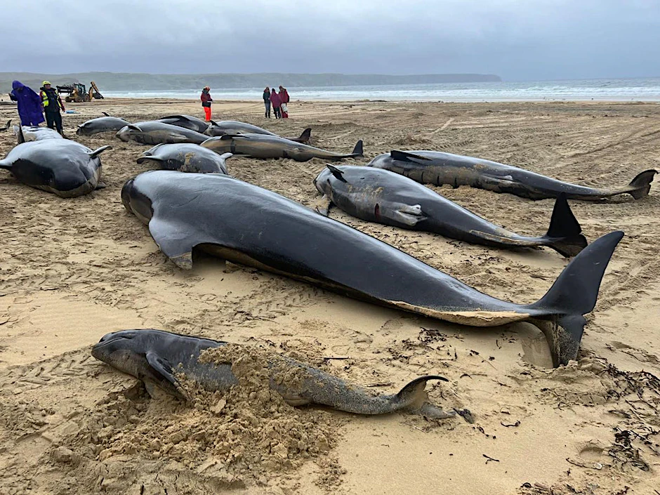 Das von der Organisation British Divers Marine Life Rescue (BDMLR) herausgegebene Foto zeigt Grindwale, die in North Tolsta auf der Isle of Lewis gestrandet sind.