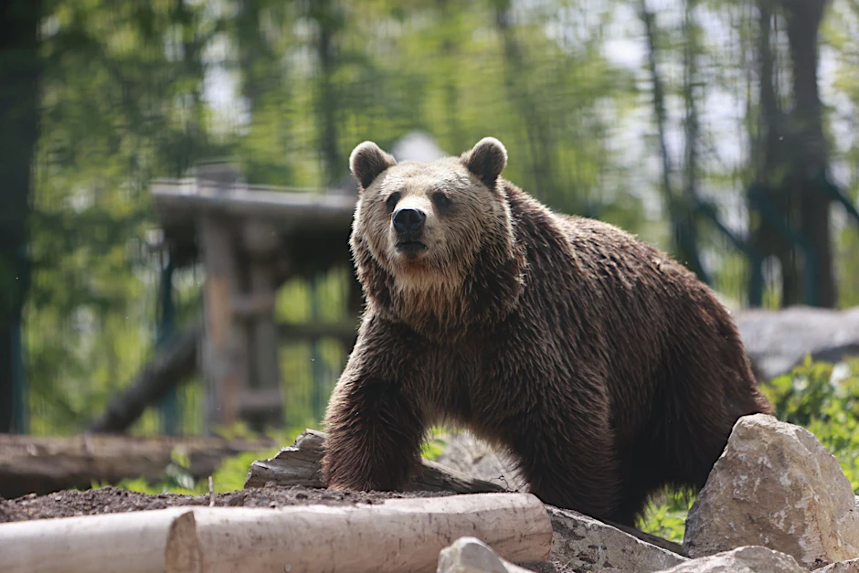 ARCHIV - Ein Braunbär erkundet das Gehege im Zoo. (Archivbild)  