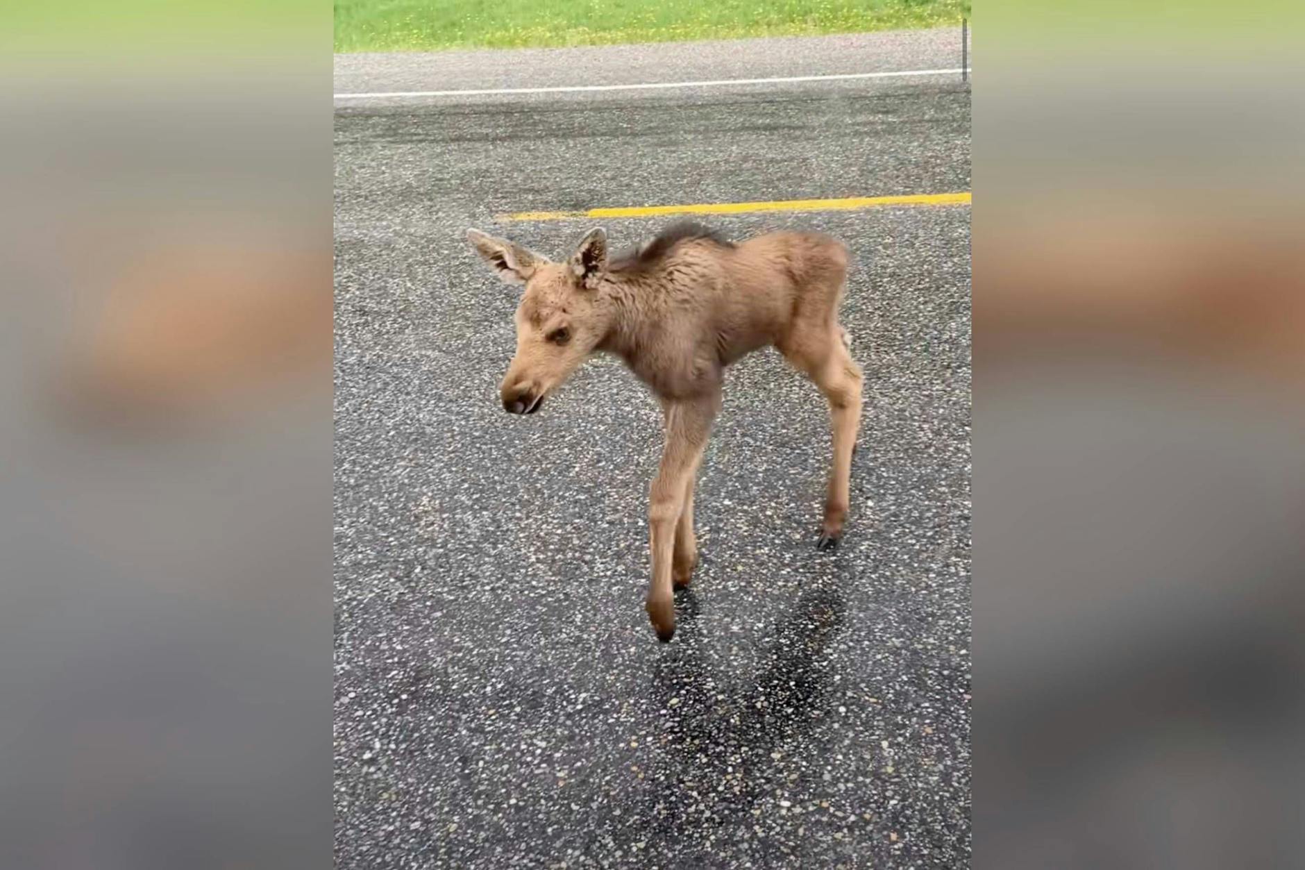 Das kleine Elch-Baby flüchtete vor einem hungrigen Bären.