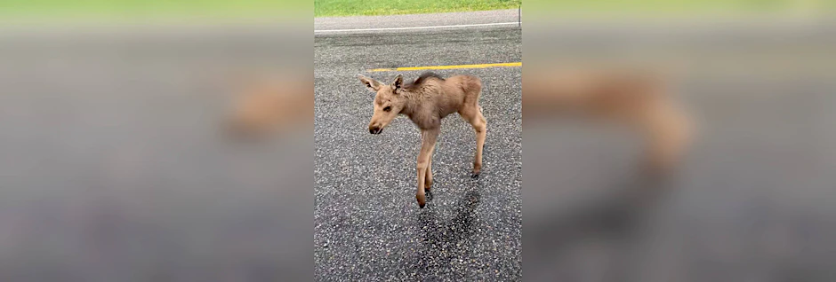 Das kleine Elch-Baby flüchtete vor einem hungrigen Bären.