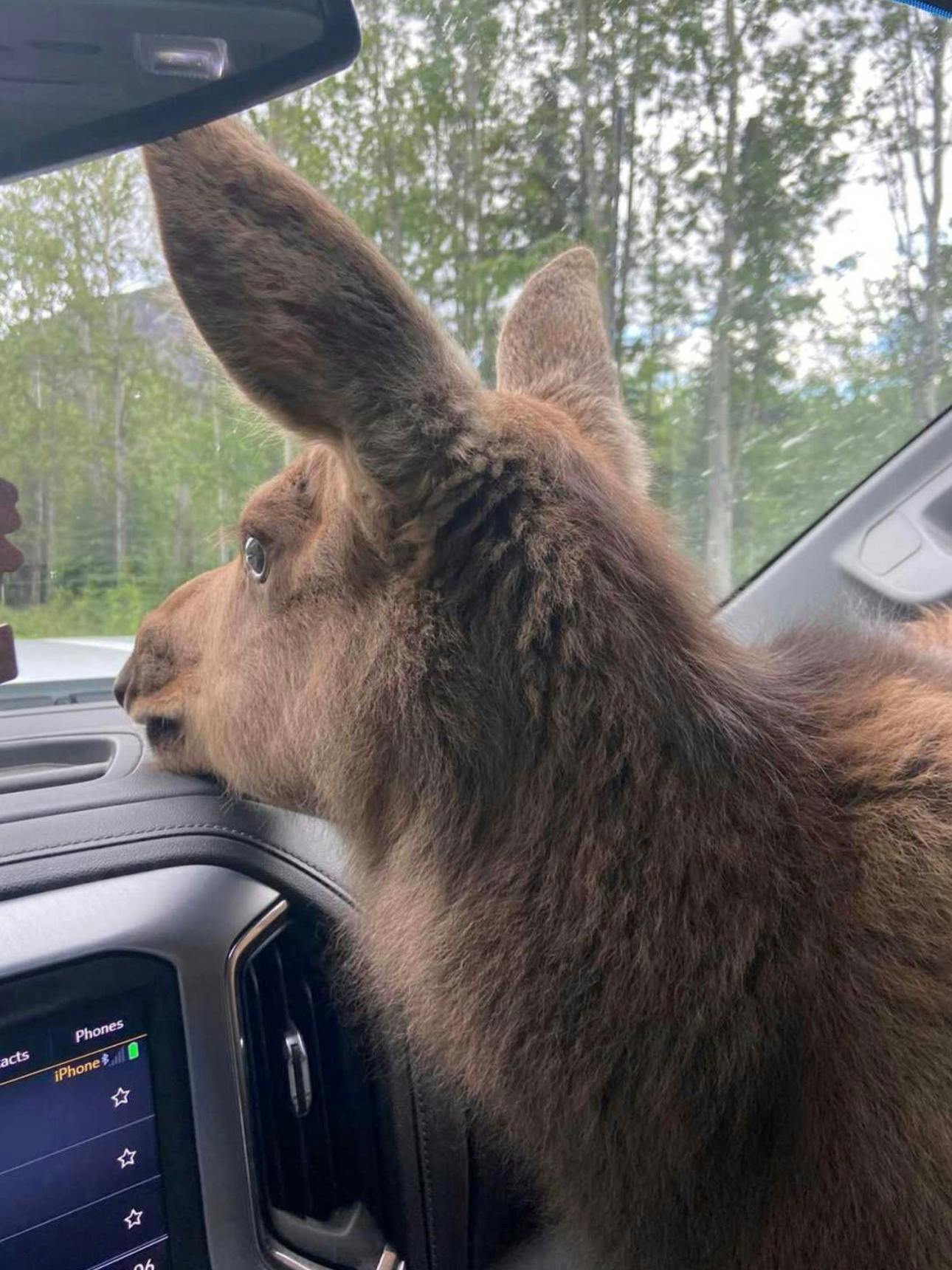 Mark Skage ließ das kleine Elch-Baby in seinem Truck mitfahren.