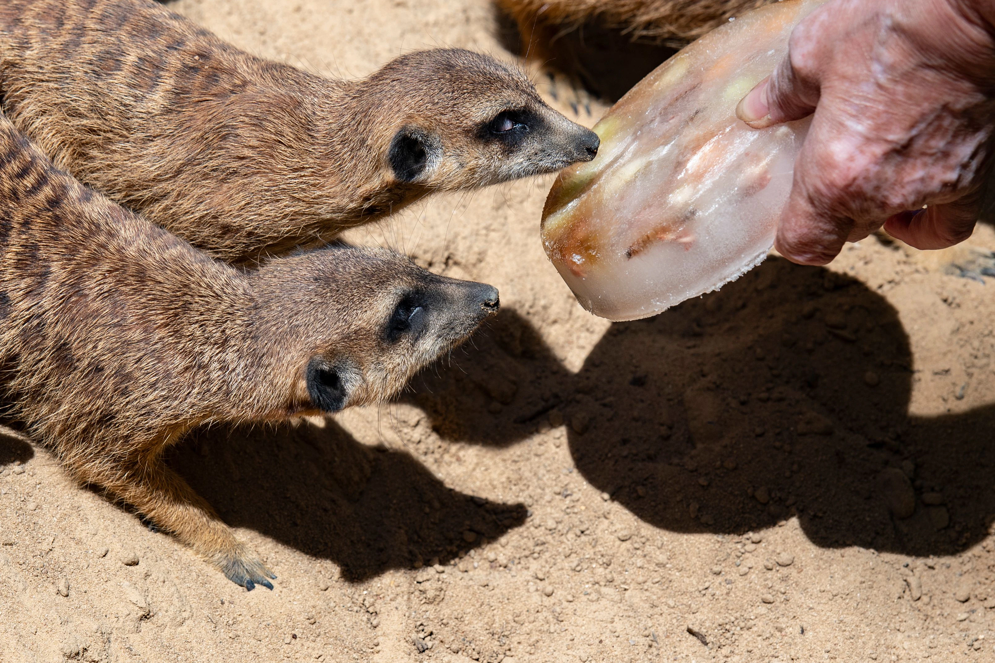 Erdmännchen werden an heißen Sommertagen im Zoo mit Eisbomben, gefüllt mit Obst und Würmern gefüttert.