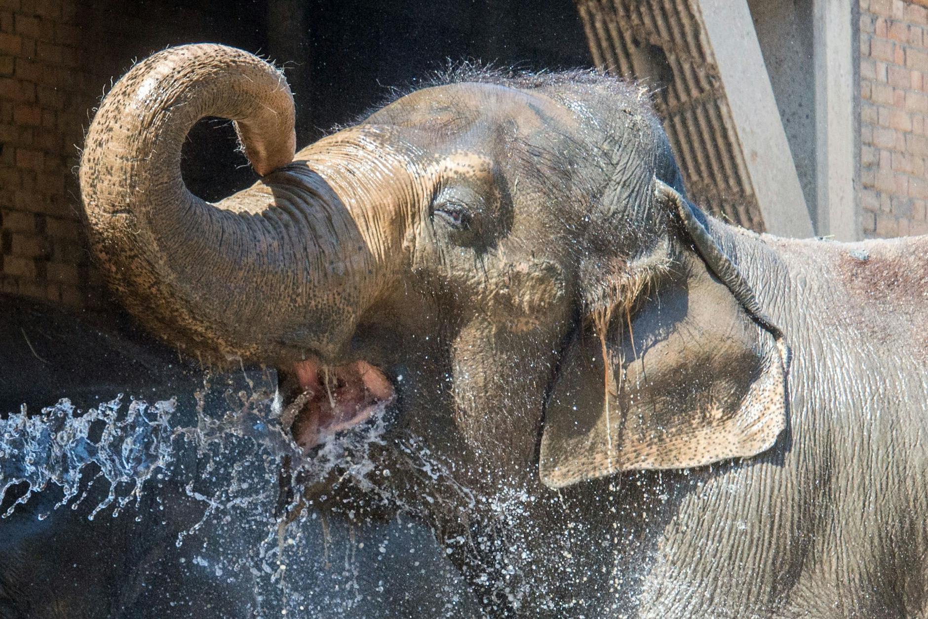 Elefantenkuh Carla kühlt sich im Berliner Zoo mit einer Dusche ab.