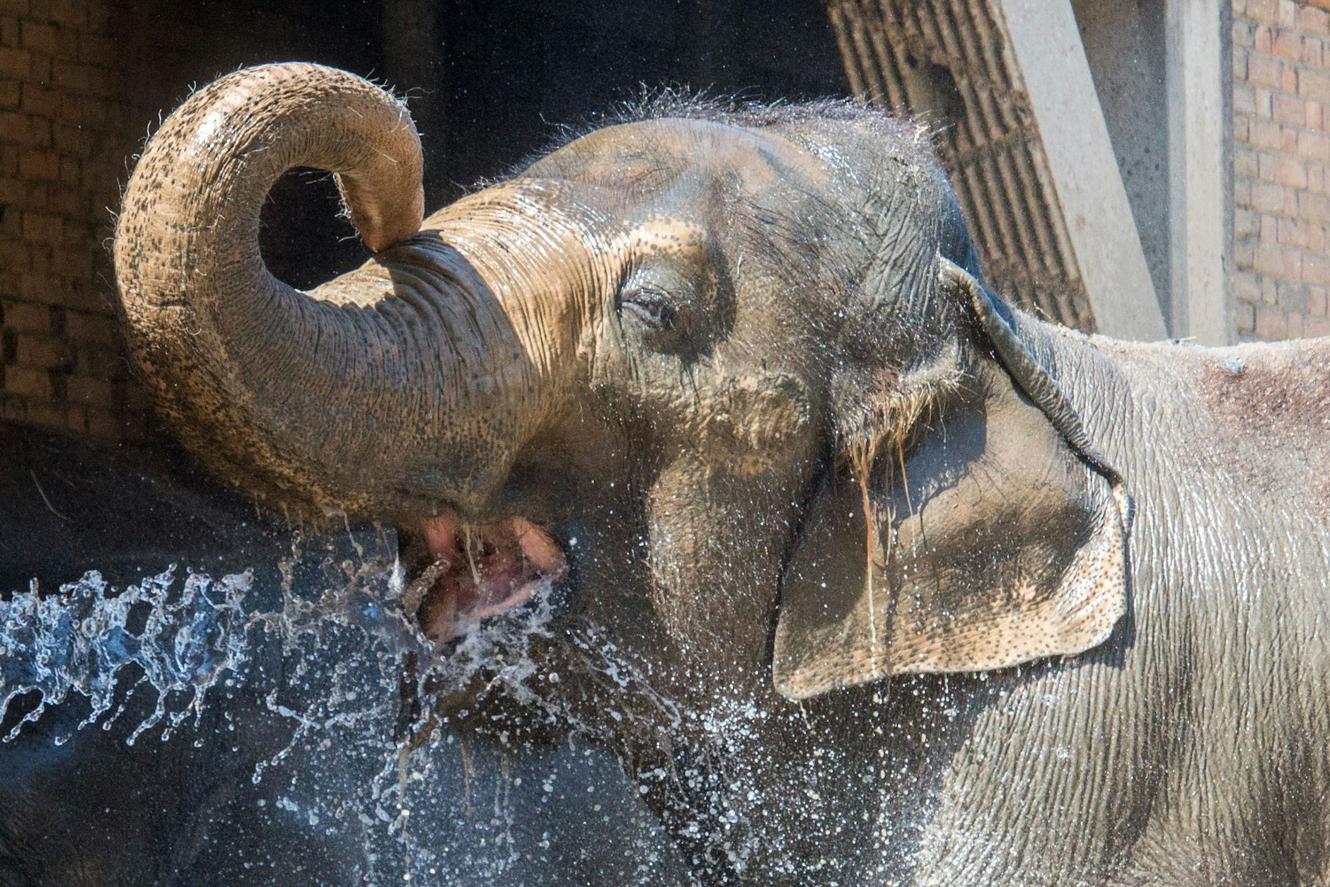 Elefantenkuh Carla kühlt sich im Berliner Zoo mit einer Dusche ab.
