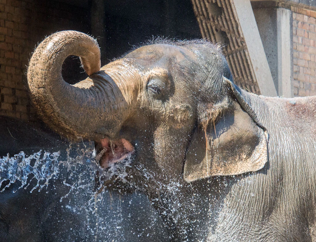 Eisbombe, Dusche und Schlamm: So kühlen sich die Berliner Zoo-Tiere ab