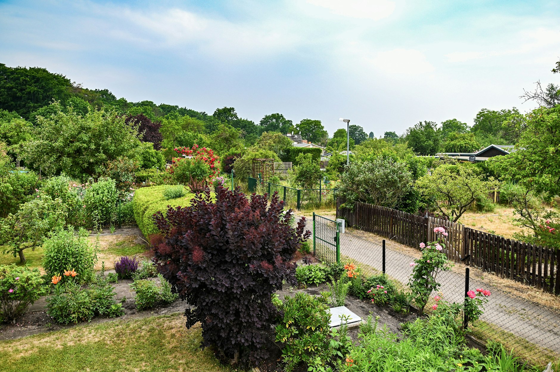 So grün kann Berlin sein – Kleingartenanlagen in Pankow.