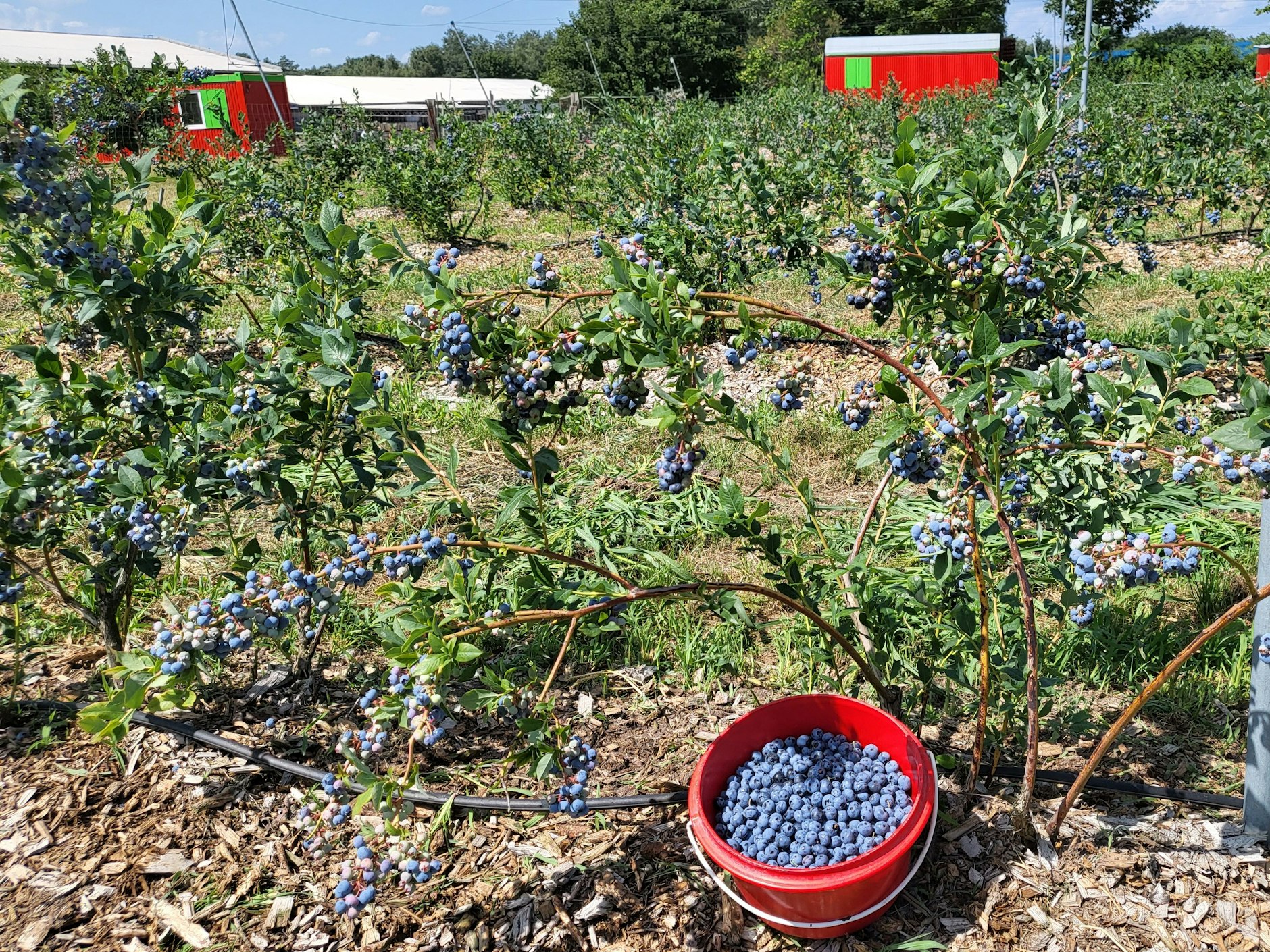 Heidelbeer-Selbstpflücke in Elisenau. Die Büsche hängen voller Früchte.