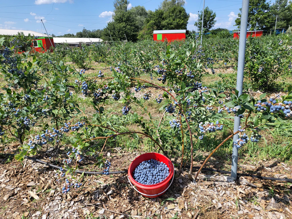 Sommertag mit 20 Euro: Alles auf Heidelbeere! Lecker, günstig, gut für die Seele