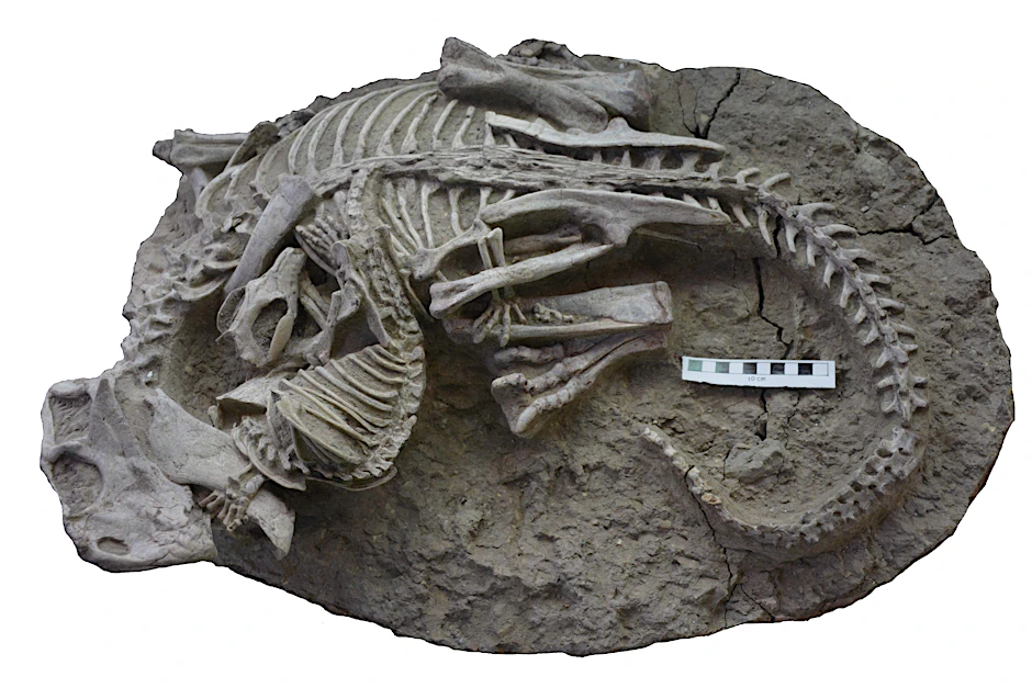 Das Fossil zeigt ein kleines Säugetier im Zweikampf mit einem größeren Dinosaurier.