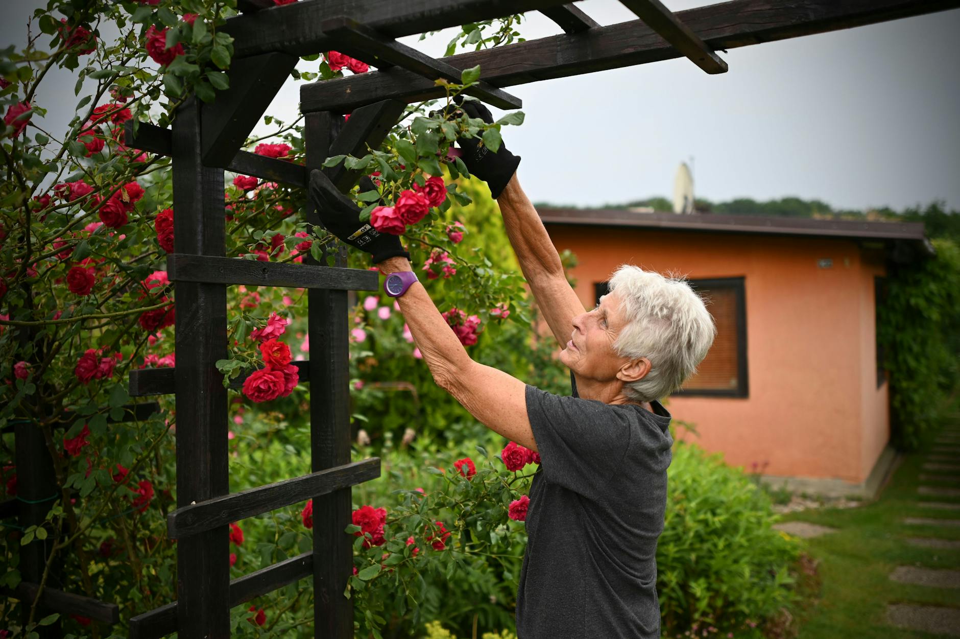 Inga Uhlmann und ihre Rosen: Kann sie ihren Garten in der Alten Baumschule weiter nutzen?