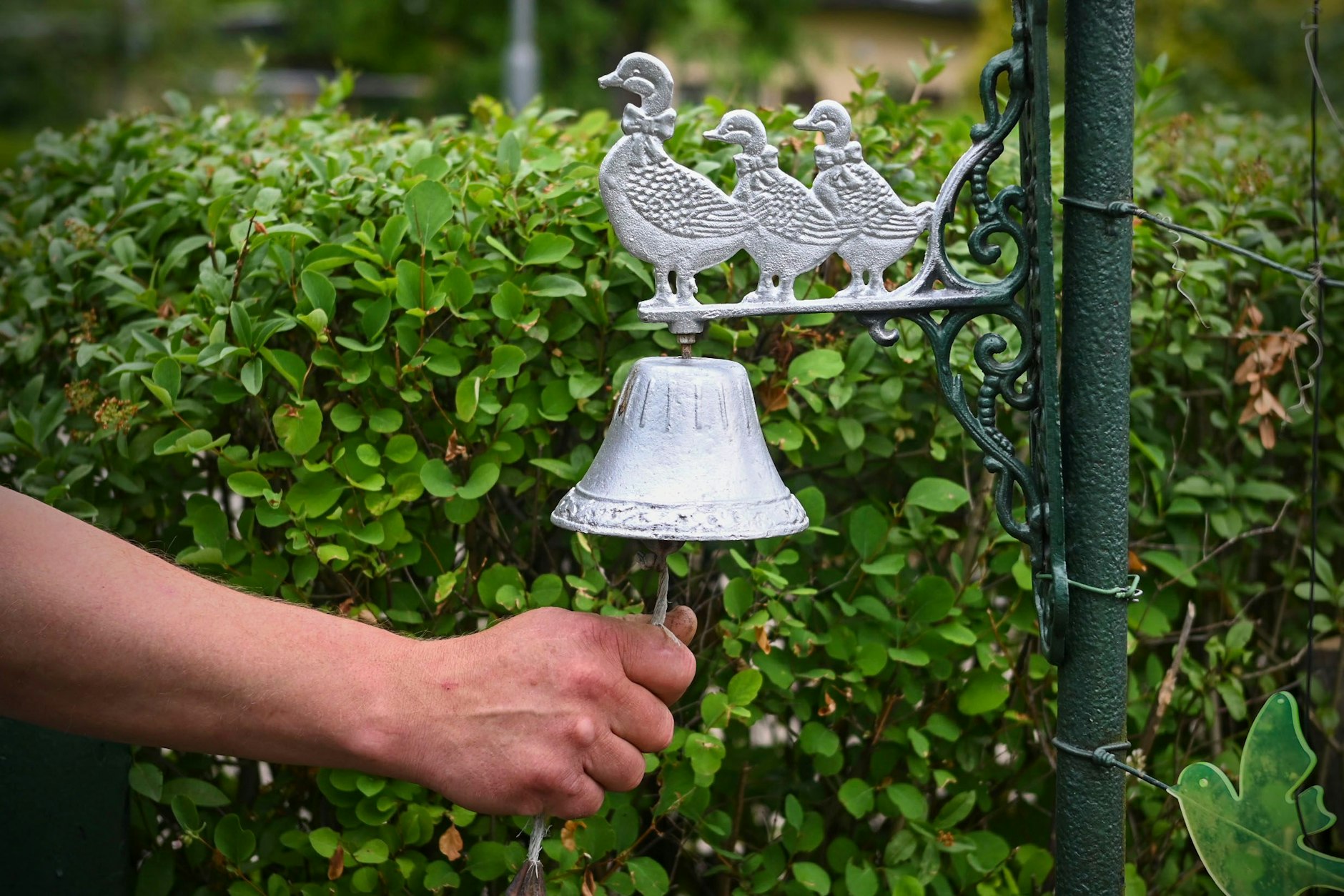 Die Kleingärten in Pankow sind mehr als eine Grünanlage, sie erzählen Geschichten.
