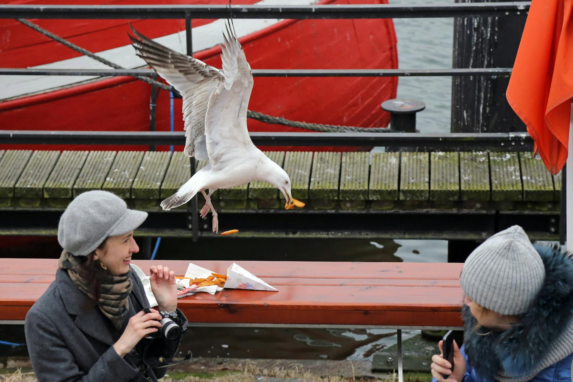 Eine Möwe auf Diebes-Tour: An den Küsten gibt es immer wieder Probleme mit Möwen, die Touristen die Pommes klauen.