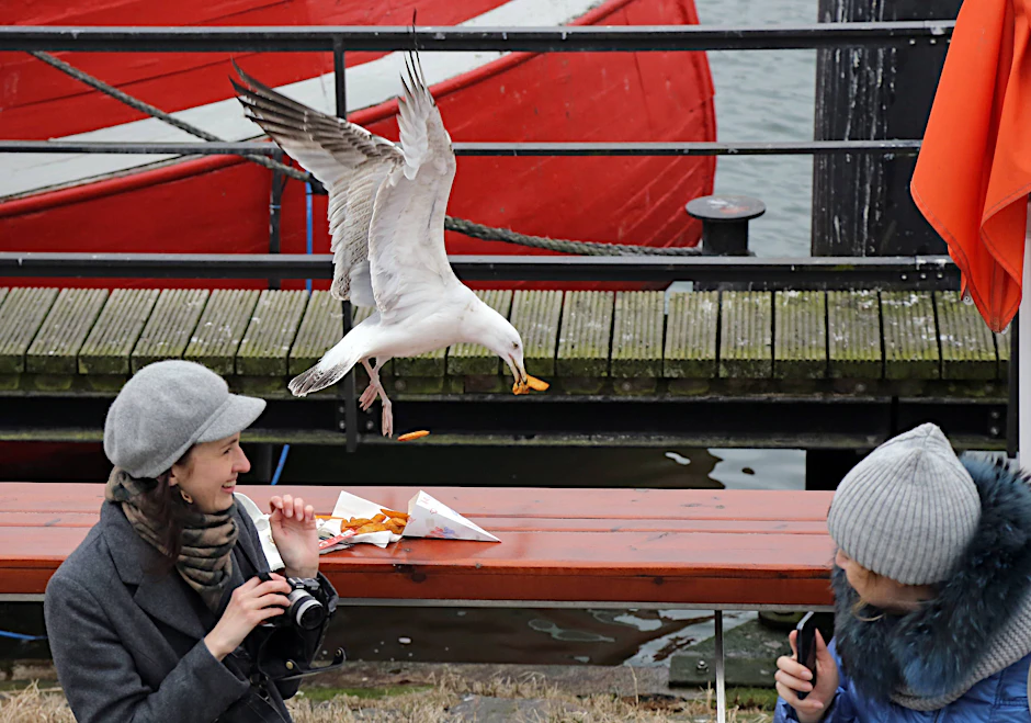 Eine Möwe auf Diebes-Tour: An den Küsten gibt es immer wieder Probleme mit Möwen, die Touristen die Pommes klauen.