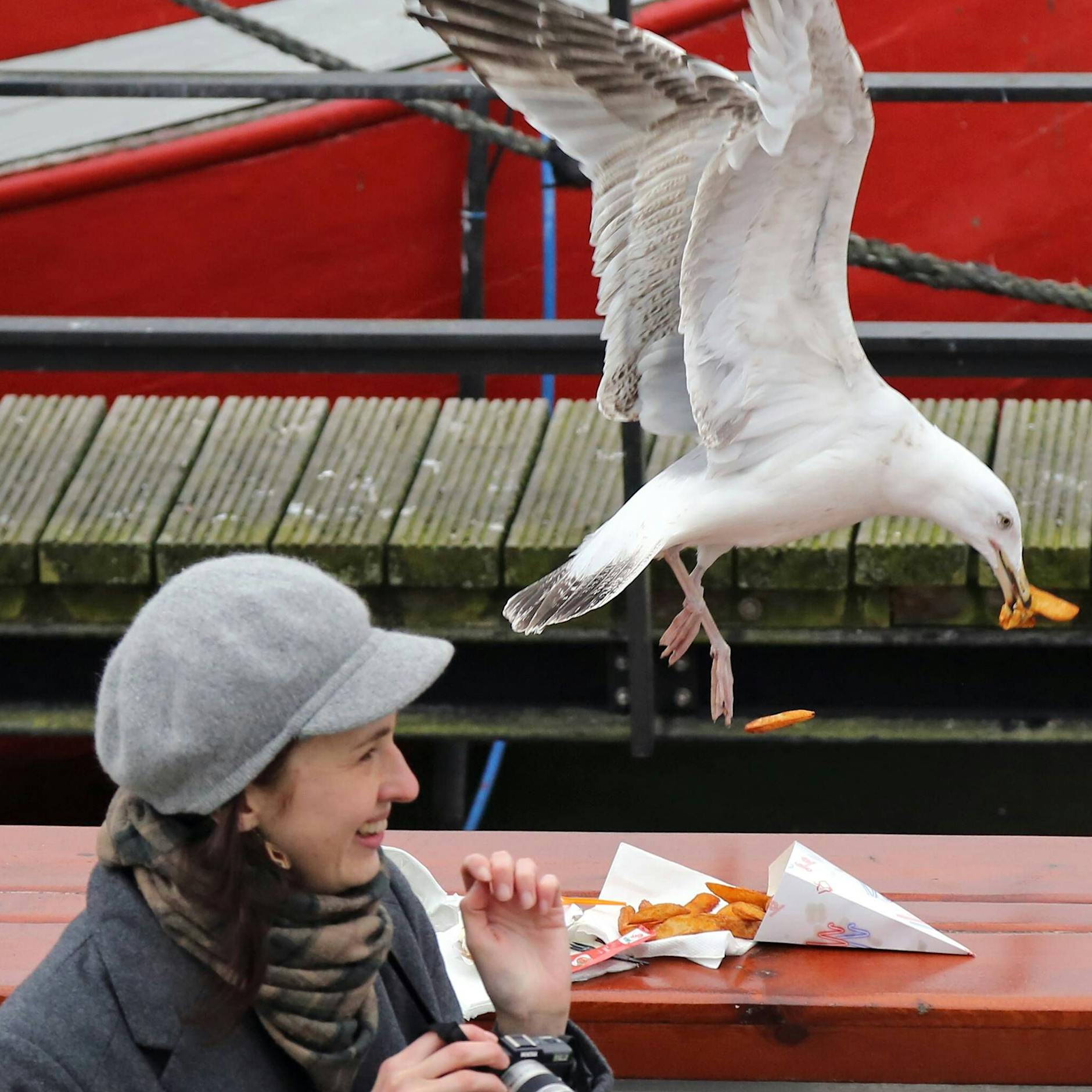 Trick am Strand: DAS können Sie tun, damit Möwen keine Pommes klauen