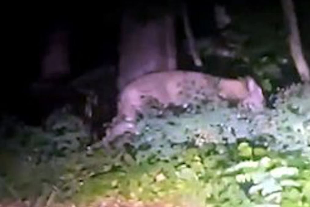 Screenshot eines Twitter-Videos, das die mutmaßliche Löwin in Kleinmachnow zeigen soll.