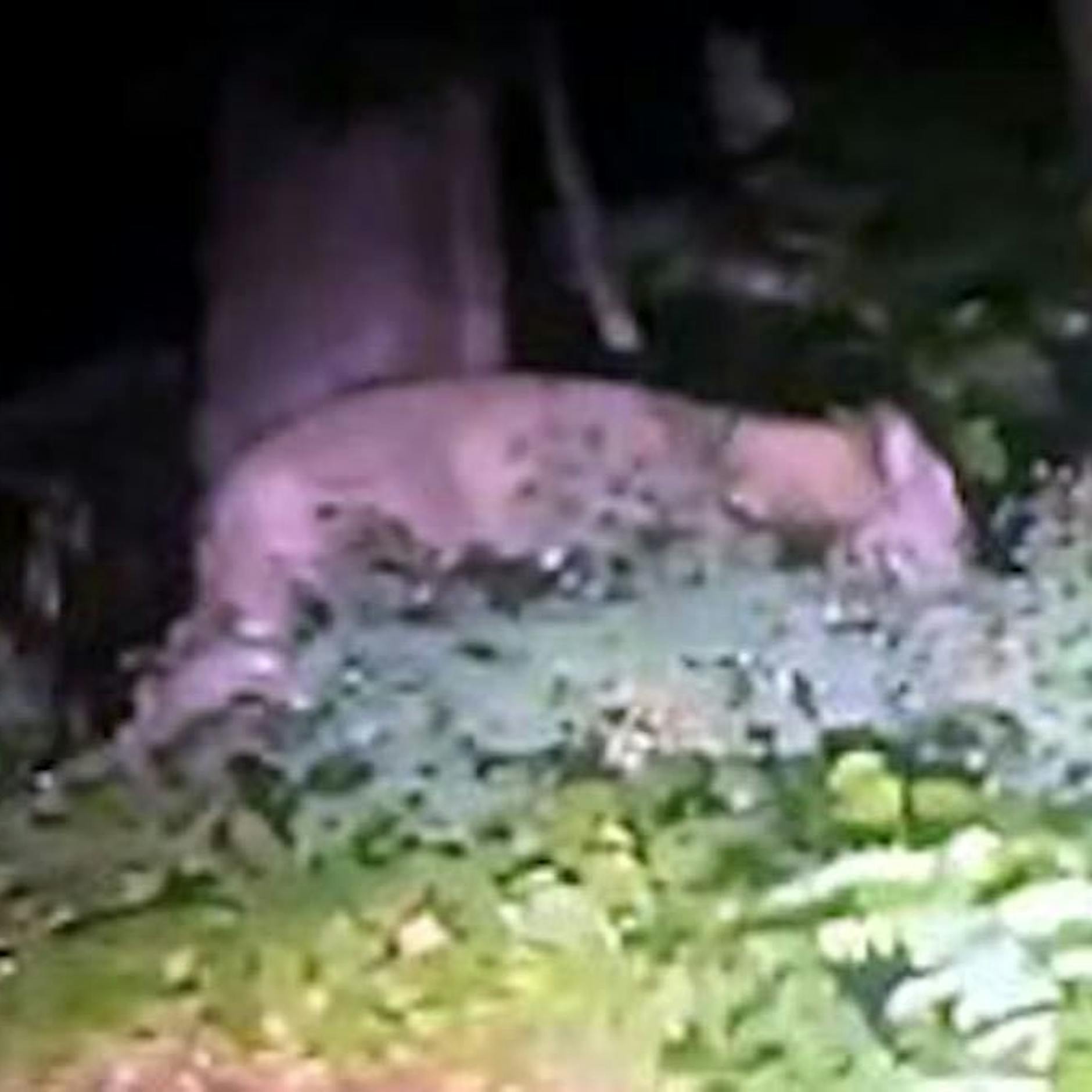 Berliner Clan-Mitglied Firas Remmo zur gesuchten Löwin: Wir bringen das Tier zurück