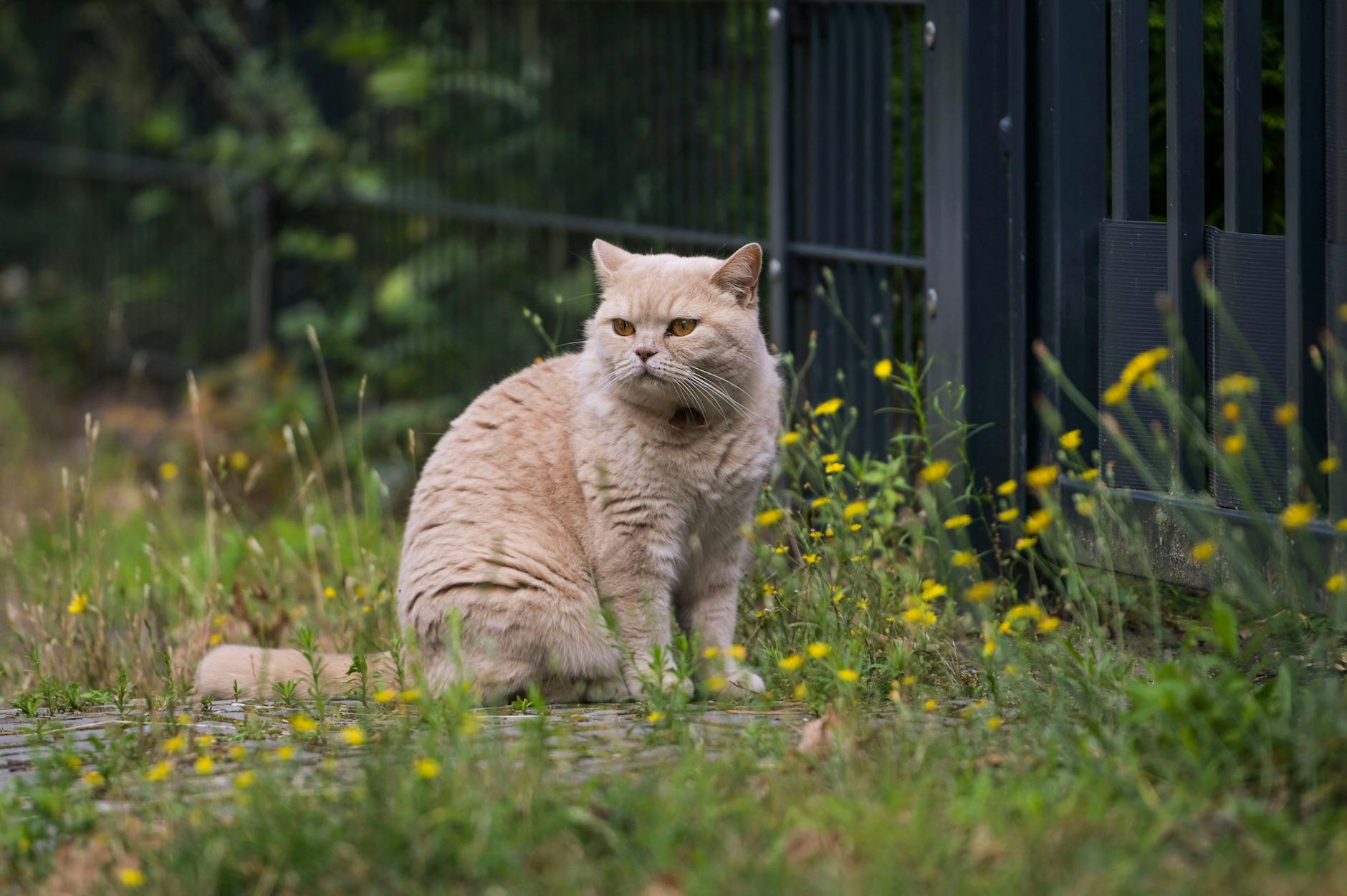... die einzigen Raubkatzen in der Umgebung waren dann aber doch etwas kleiner.