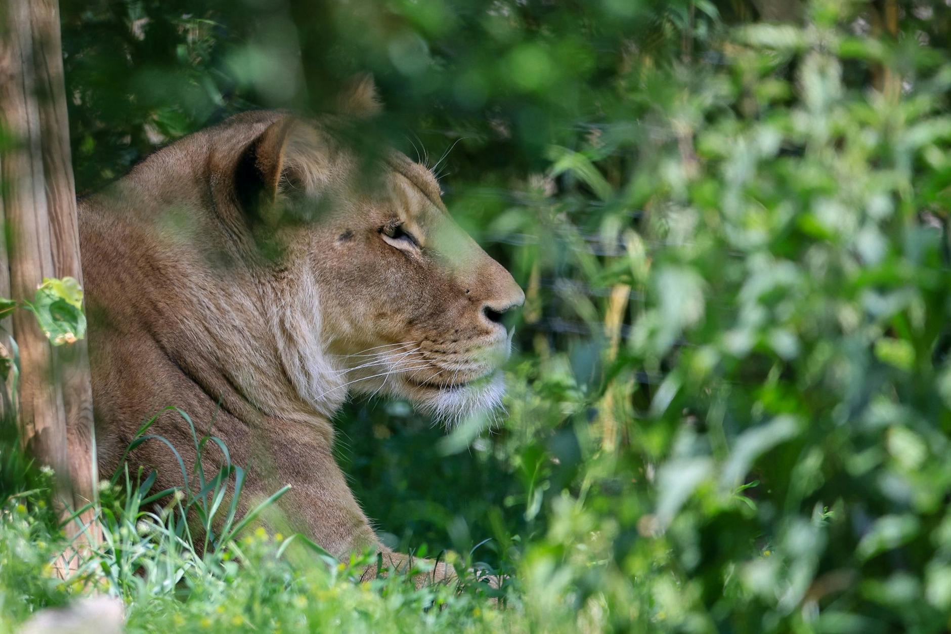 Der Berliner Zoo vermisst keine Raubkatze. 