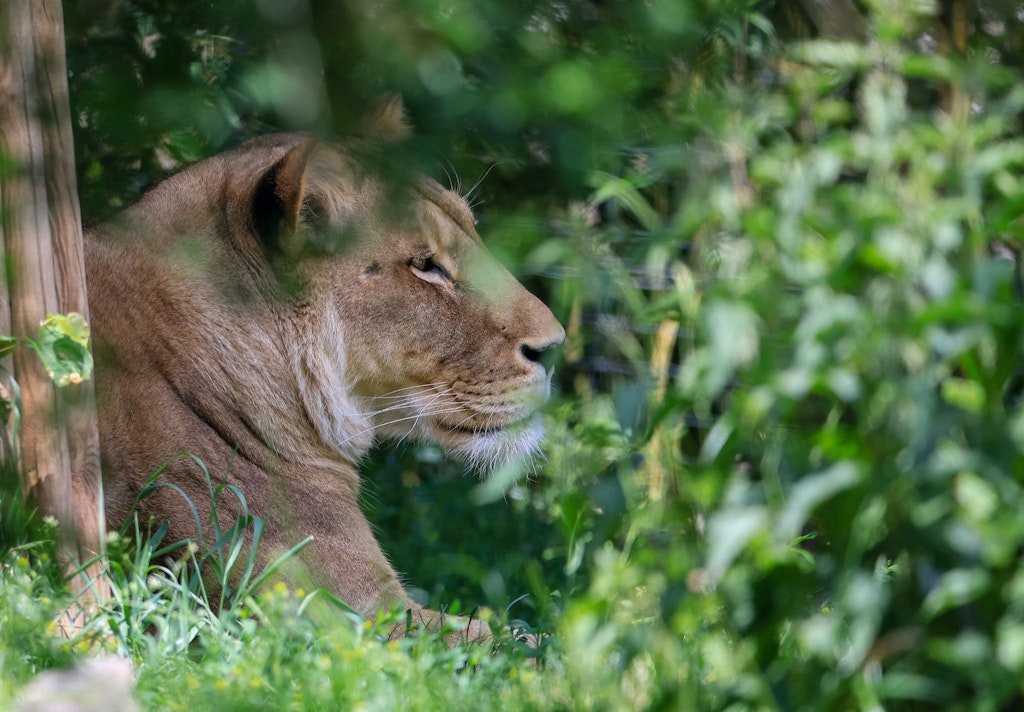 Free-Roaming Lioness Sighted in Berlin: Reacting Safely and Capturing