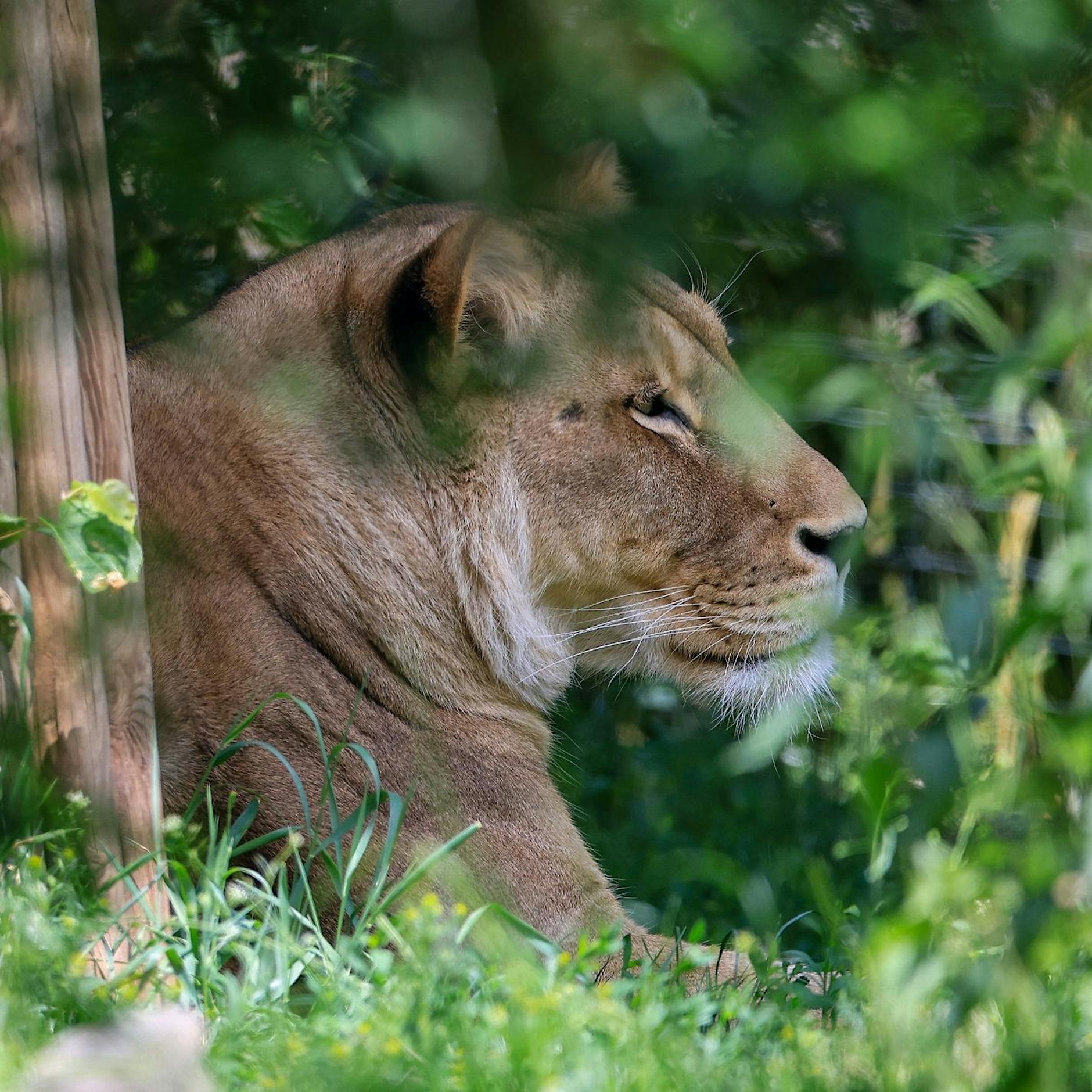 Löwen-Suche in Berlin: Der Berliner Zoo sagt, was mit der entlaufenen Raubkatze zu tun ist