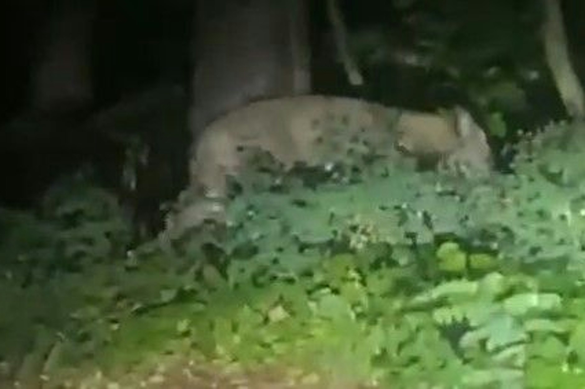 In Berlin soll eine Löwin ausgebrochen sein. Die Polizei warnt die Bevölkerung.