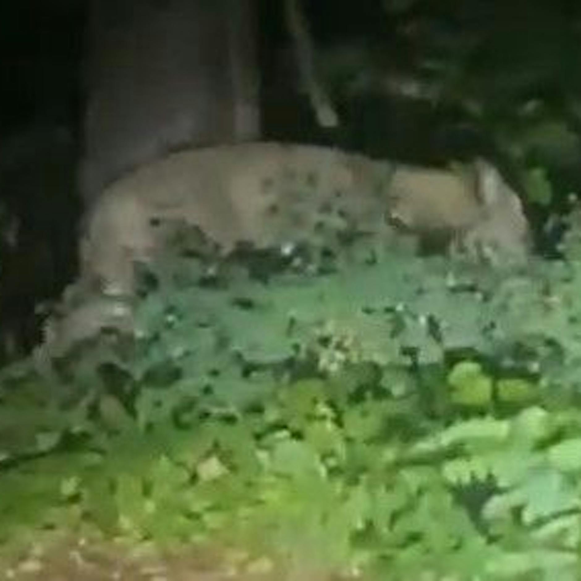 Löwe in Berlin? Filmer Nico M. ist sicher: Es war kein Wildschwein!