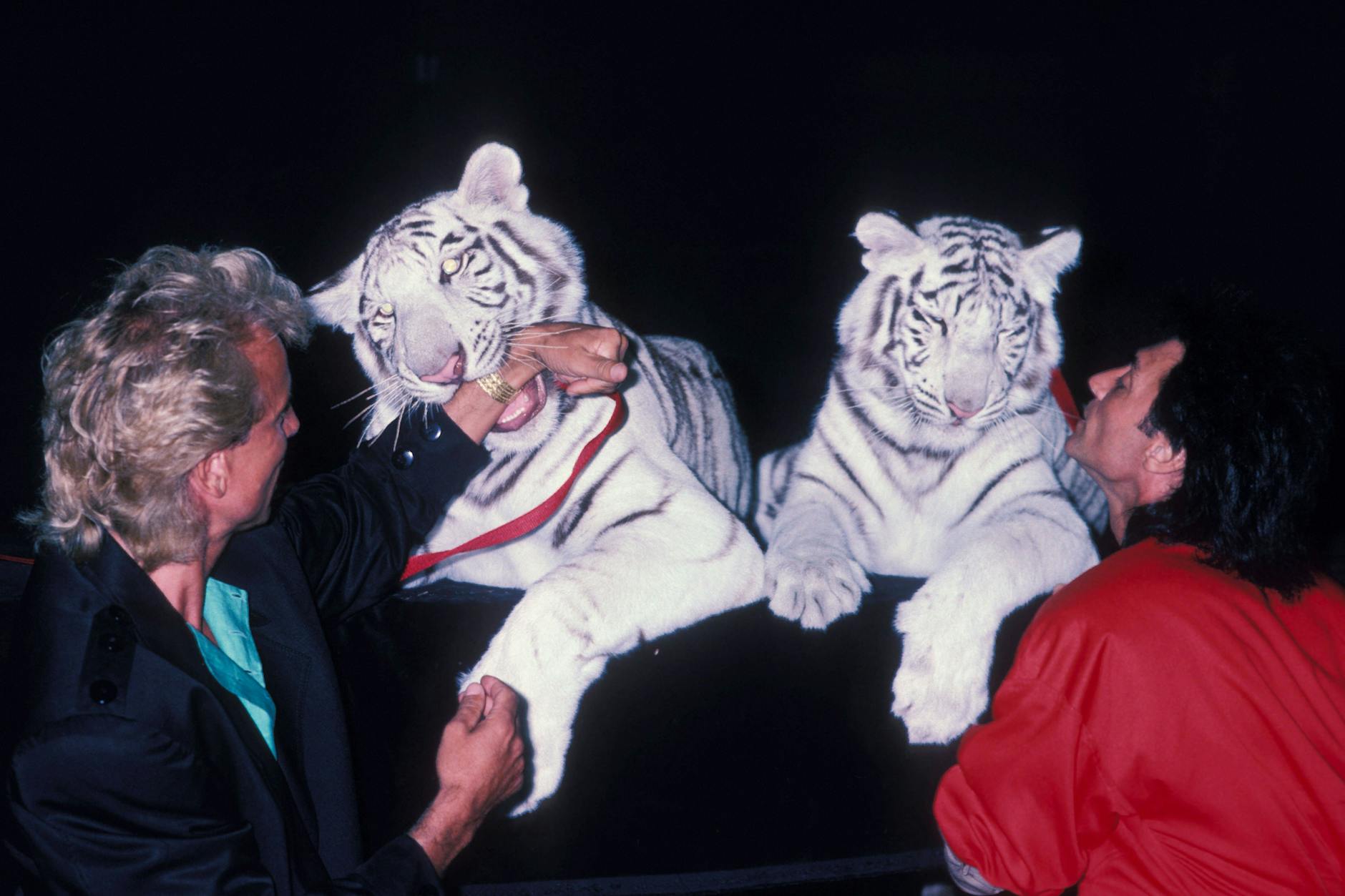 Siegfried und Roy (r.): Der Entertainer Roy wurde von einem seiner weißen bengalischen Tiger während einer Show zu seinem 59. Geburtstag attackiert.