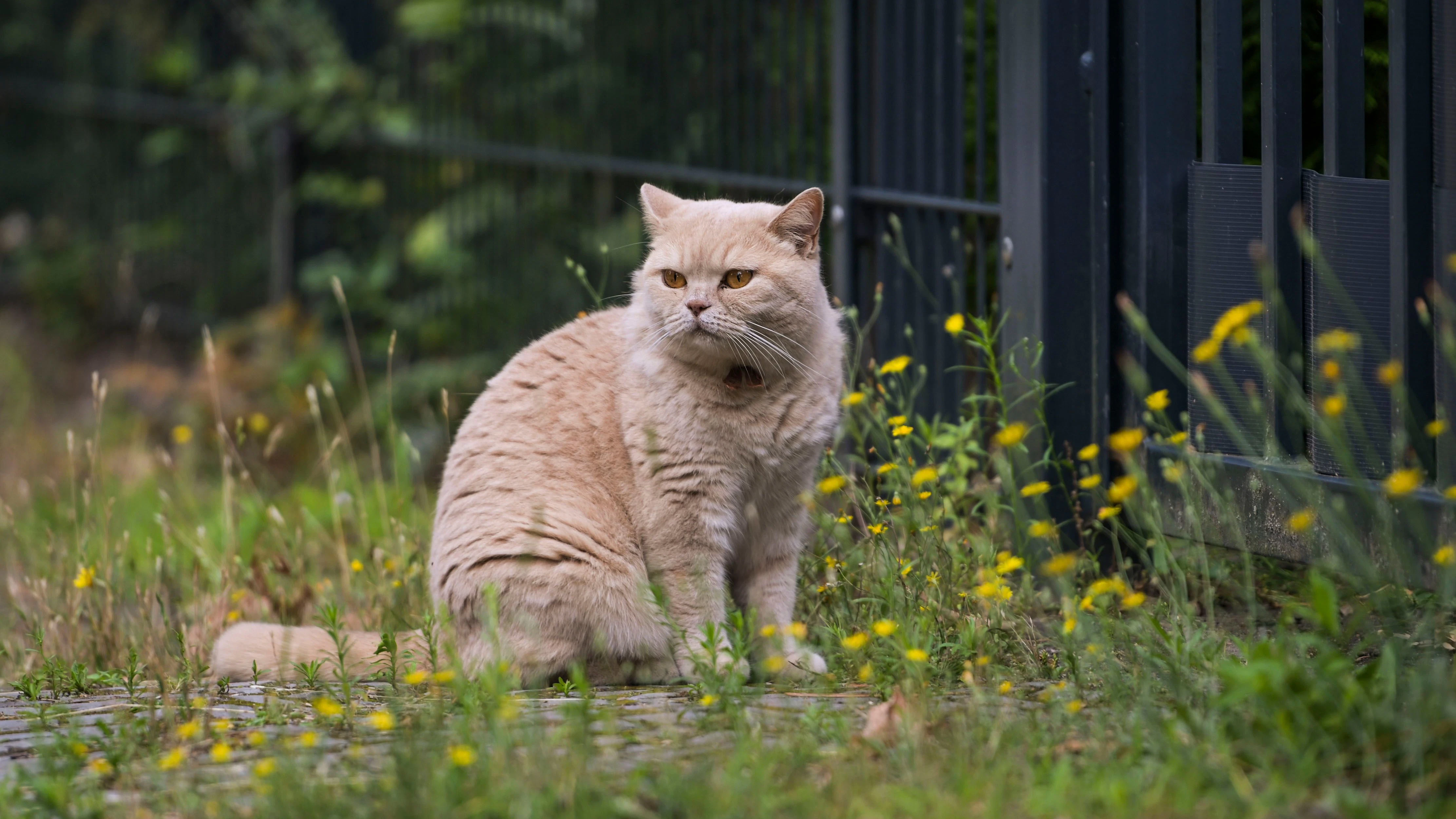 Eine unerschrockene Katze sitzt am Bürgersteig in Kleinmachnow in der Straße Kleine Eichen. Ganz in der Nähe wurde eine artverwandte große Raubkatze gesichtet.&nbsp;&nbsp;