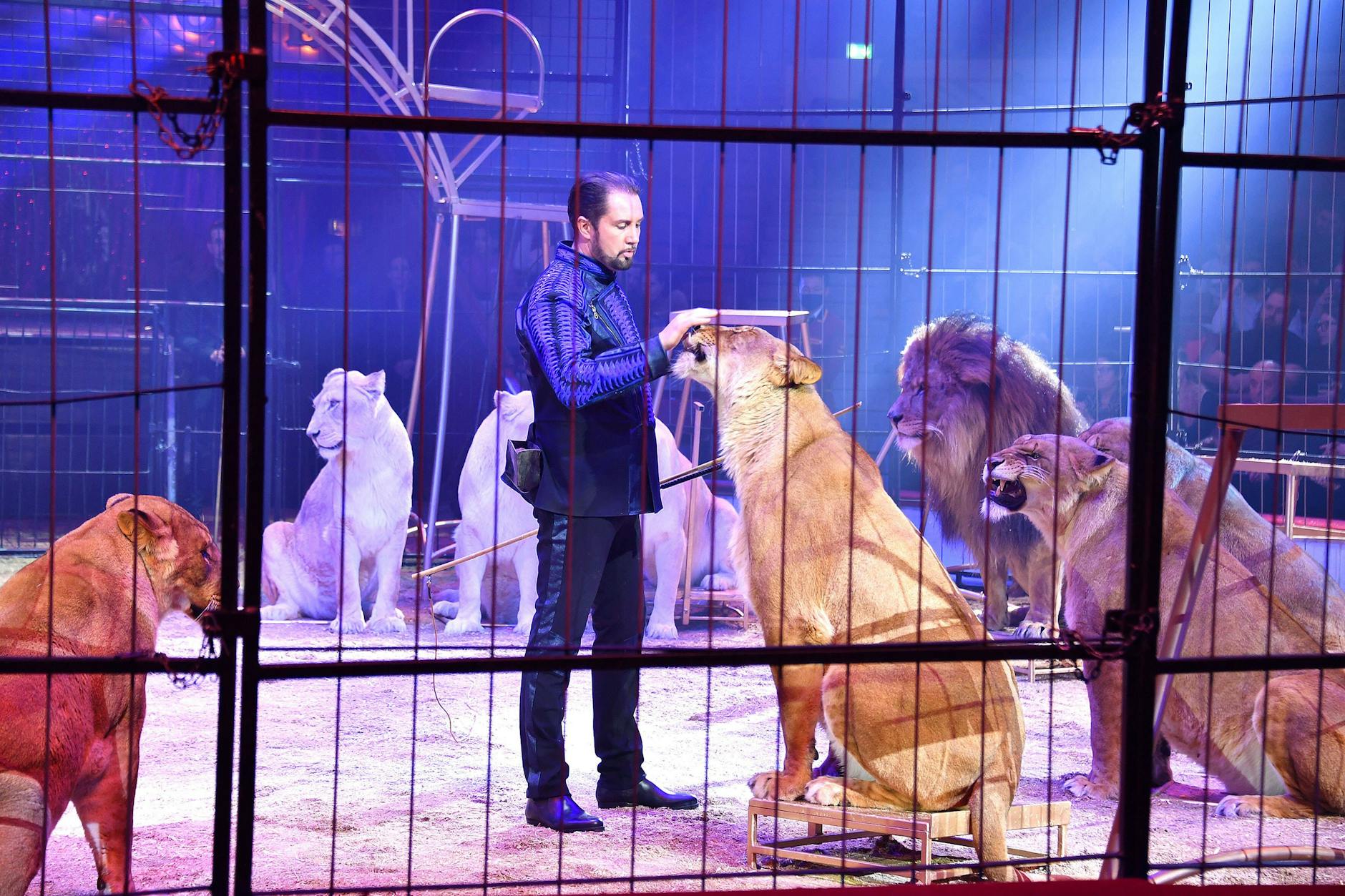 Der Dompteur Martin Lacey jr. kennt sich mit Raubkatzen gut aus. Das am Stadtrand von Berlin gesichtete Tier hält er für eine Löwin oder ein junges Löwen-Männchen. 