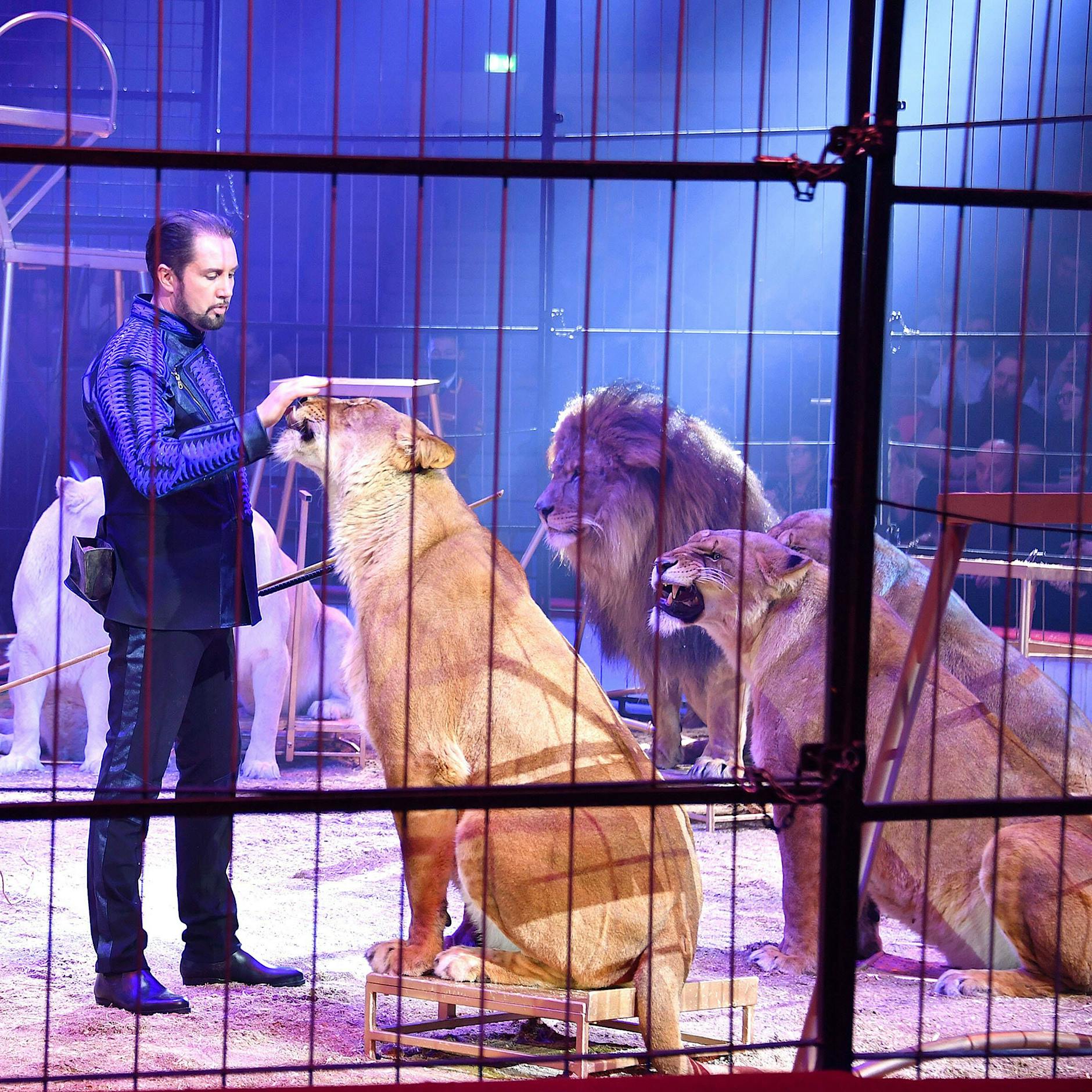 Löwin in Berlin: Das vermutet ein Dompteur über ihre Herkunft