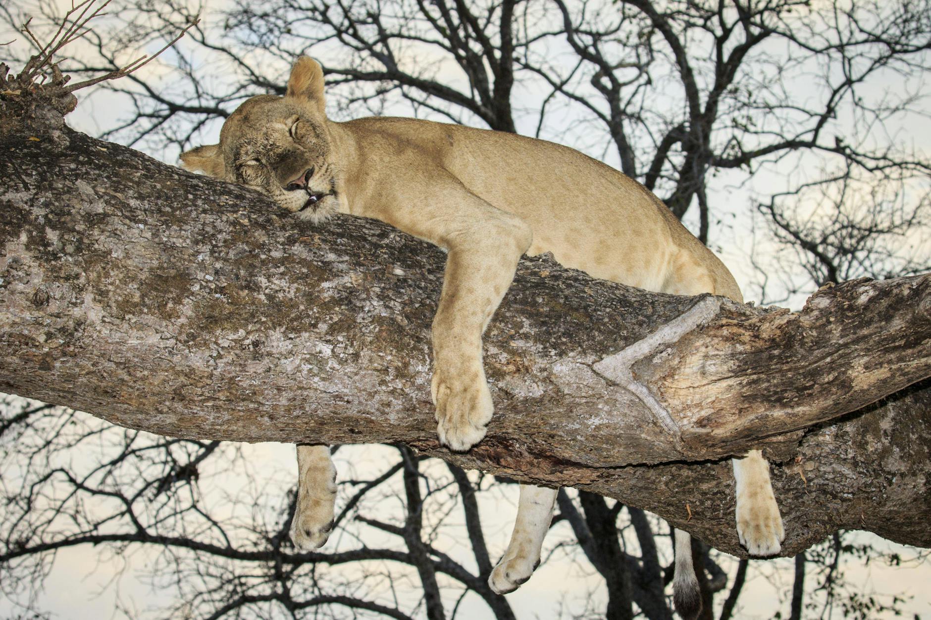 Auf einem Baum rastende, schlafende Löwin im South Luangwa National Park, Sambia. So ein Tier wird im Berliner Süden vermutet.