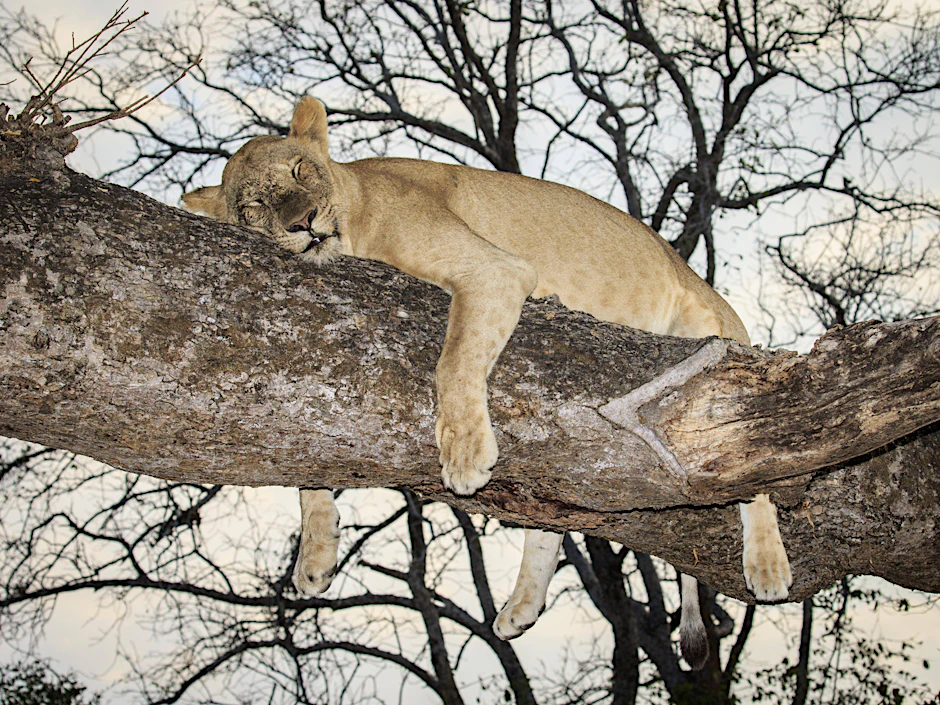 Auf einem Baum rastende, schlafende Löwin im South Luangwa National Park, Sambia. So ein Tier wird im Berliner Süden vermutet.