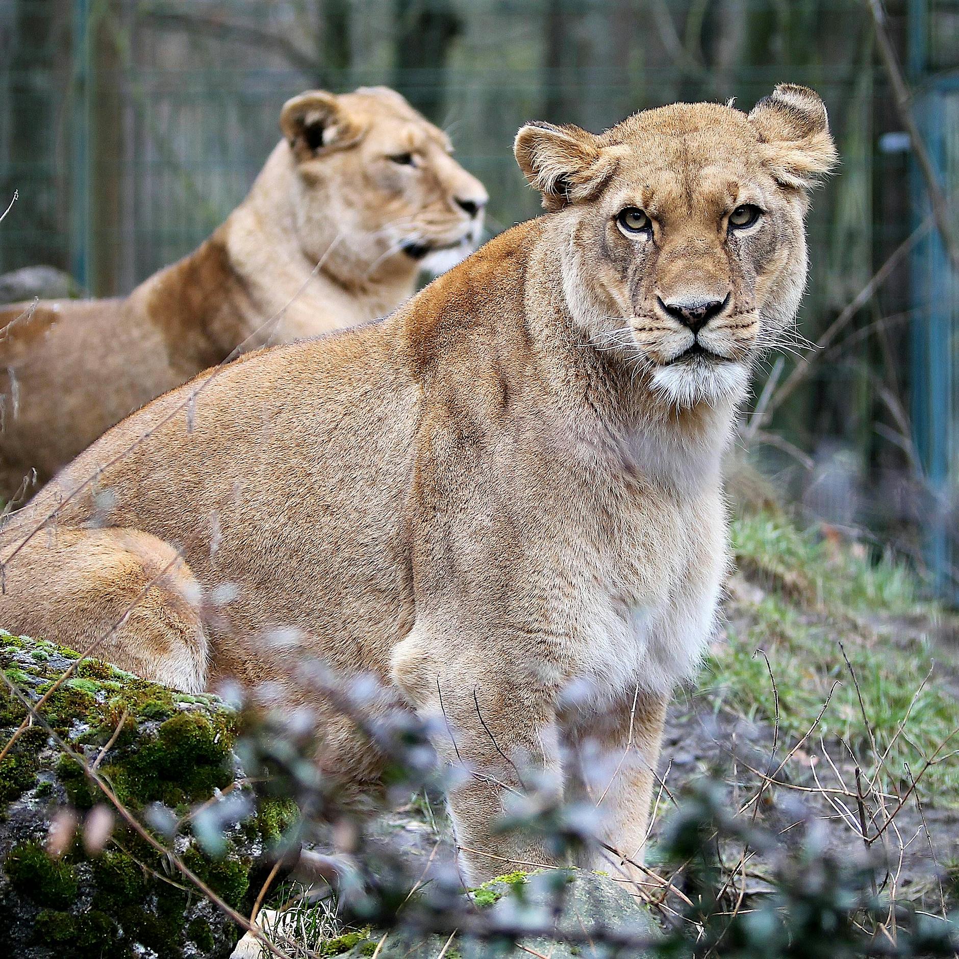 Mutmaßliche Löwin bei Berlin gesichtet: Mit diesen Memes reagiert die Netzwelt